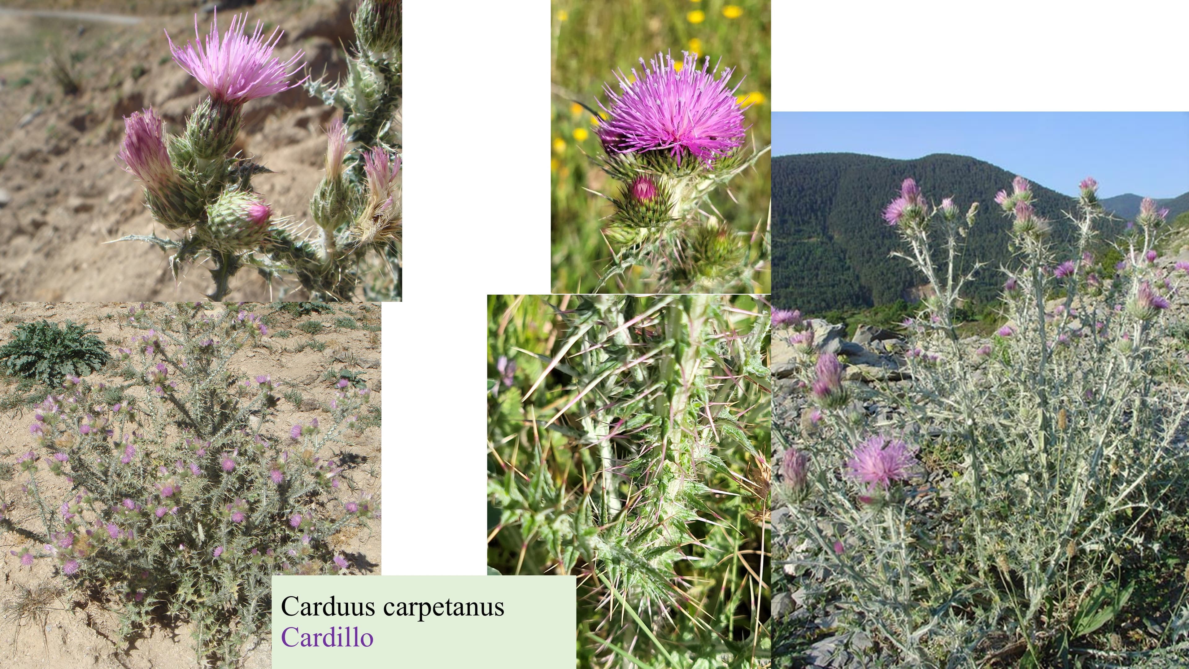 Carduus carpetanus
