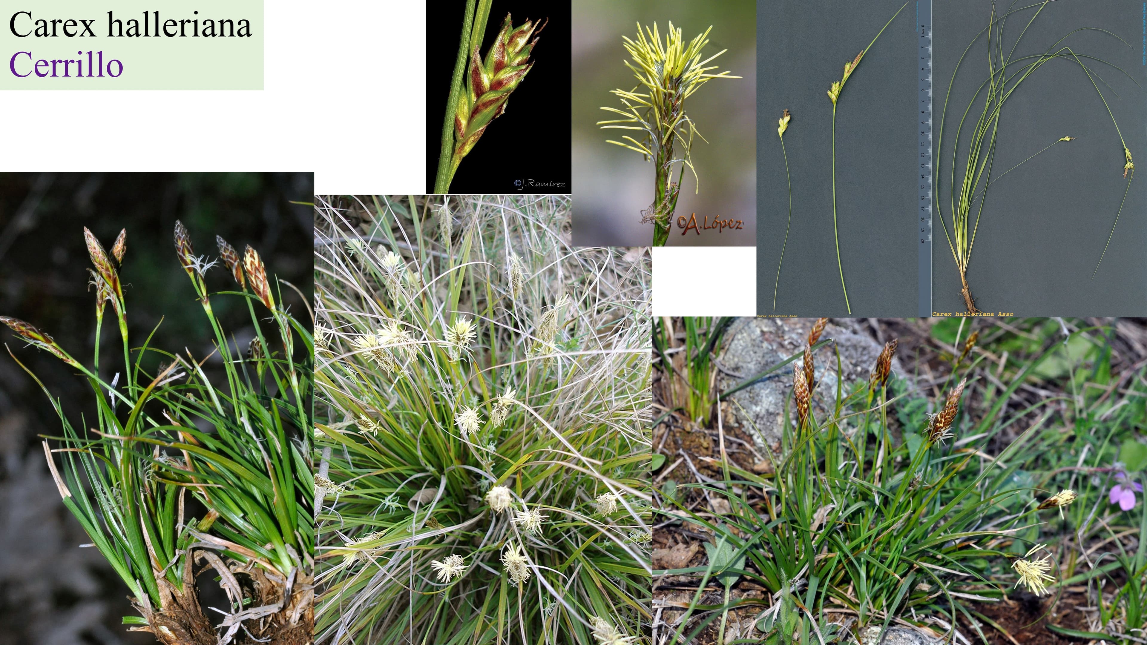 Carex halleriana