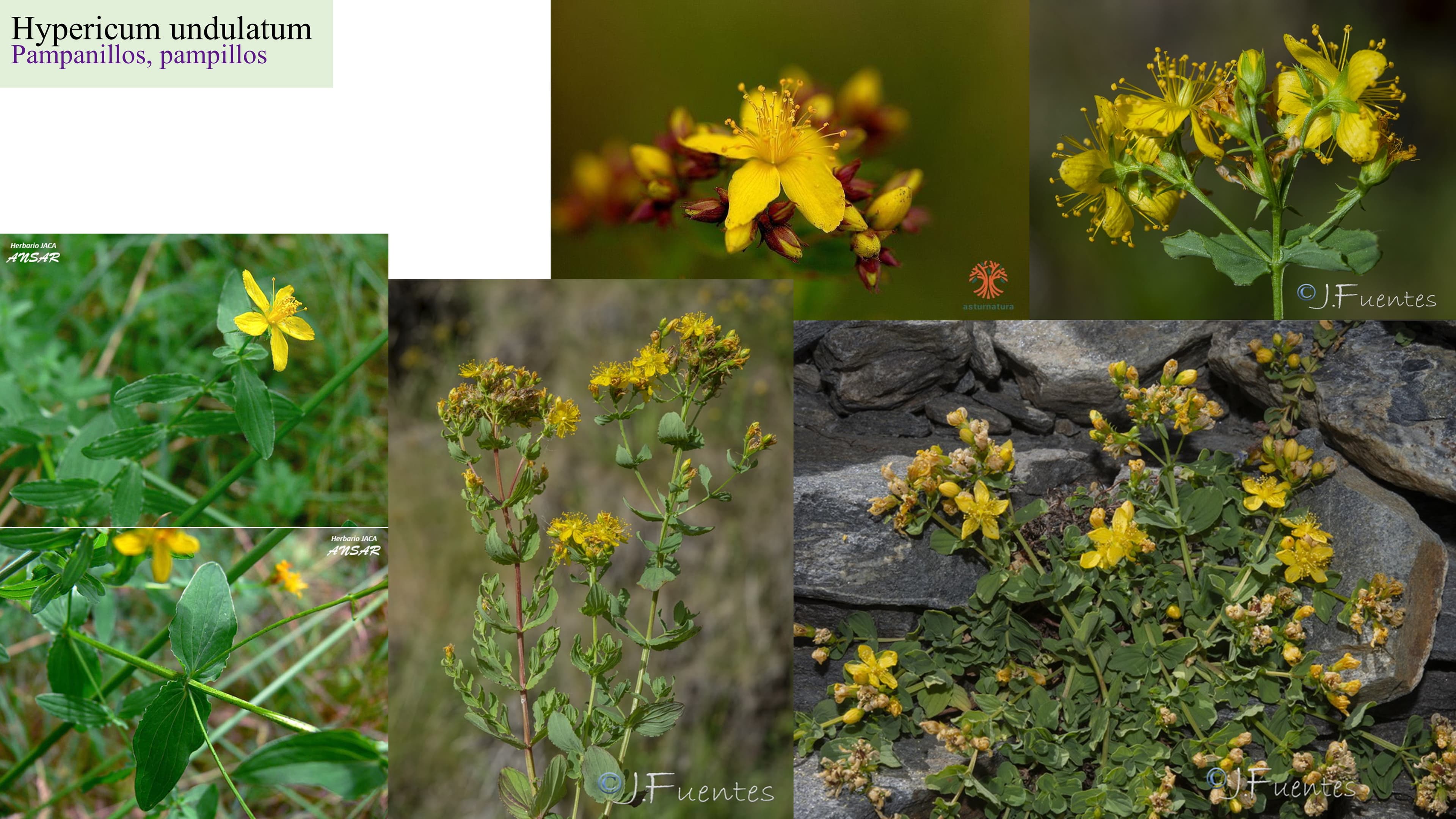 Hypericum undulatum