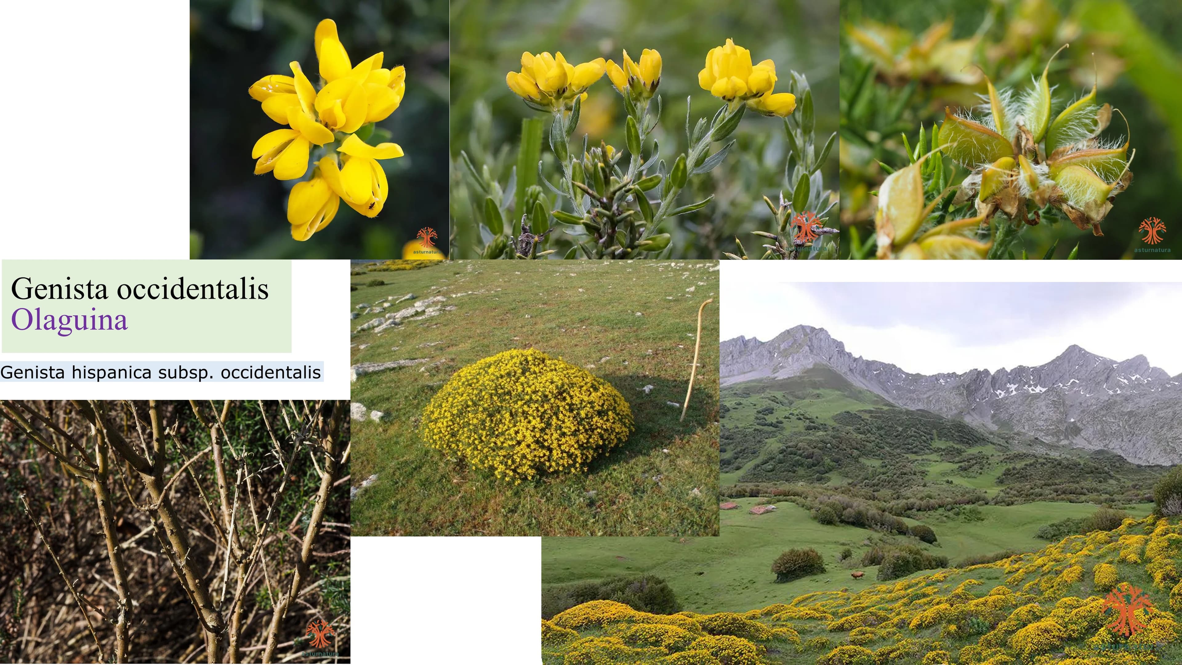 Genista occidentalis