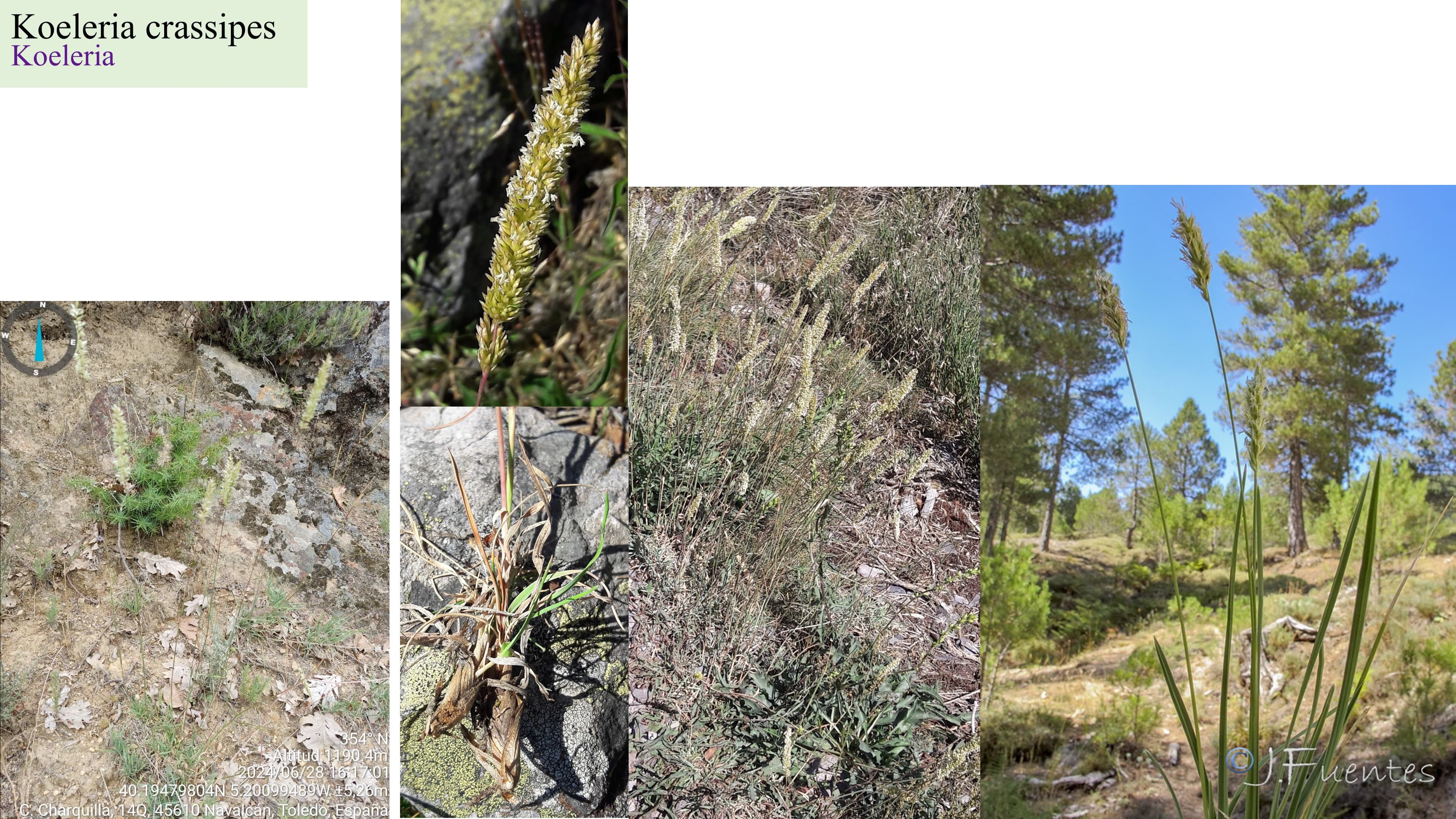 Koeleria crassipes