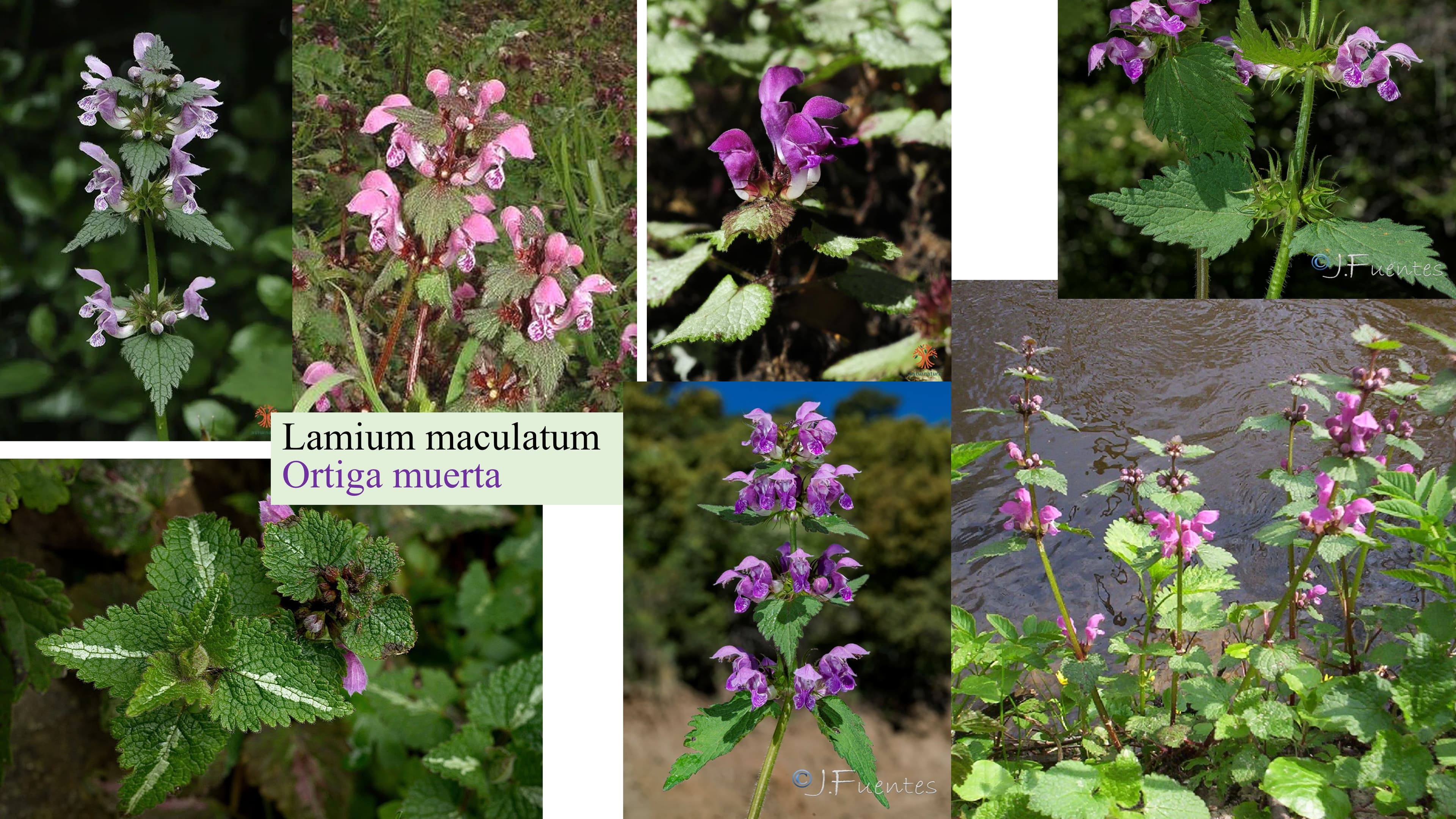 Lamium maculatum