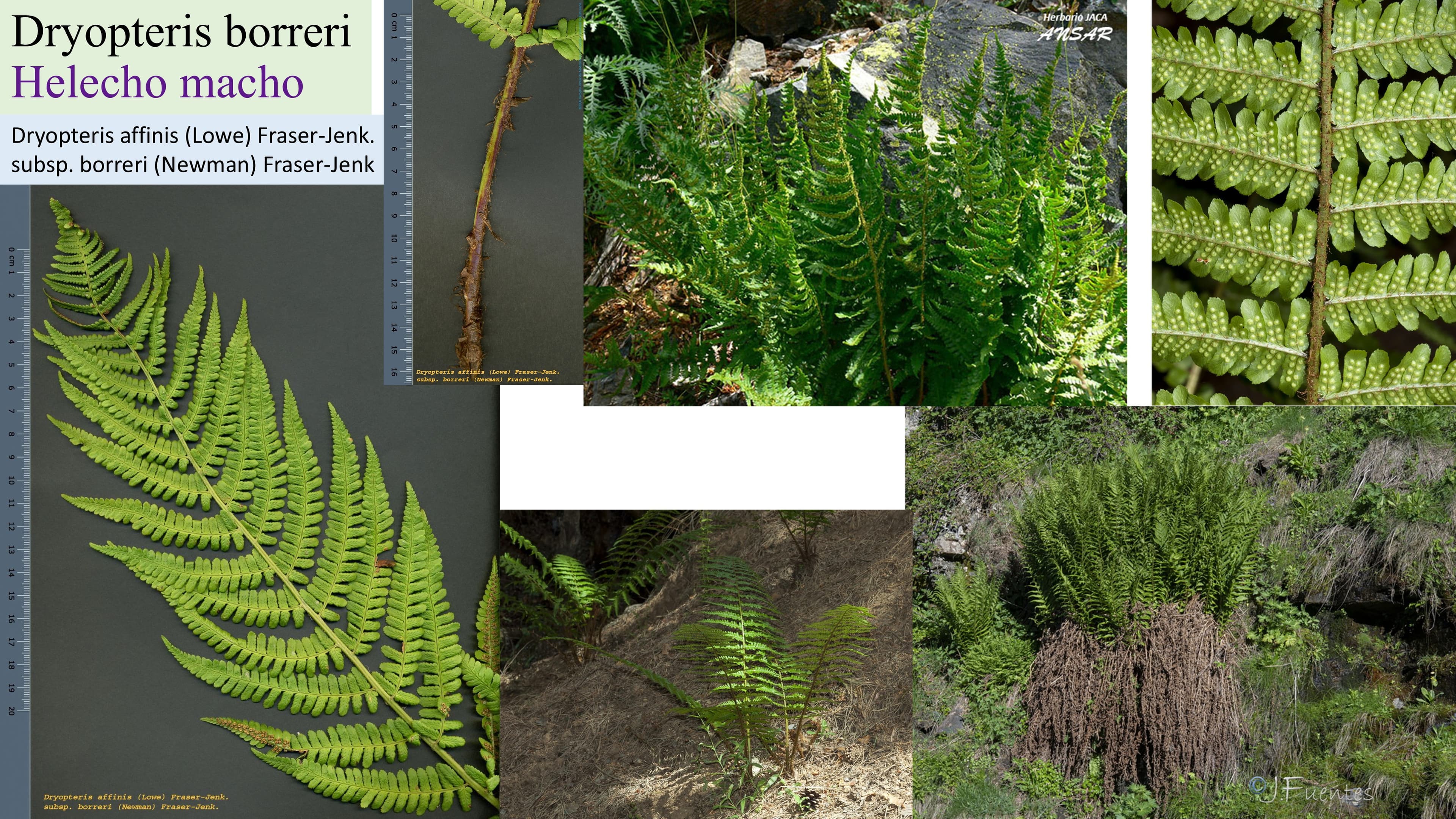 Dryopteris borreri