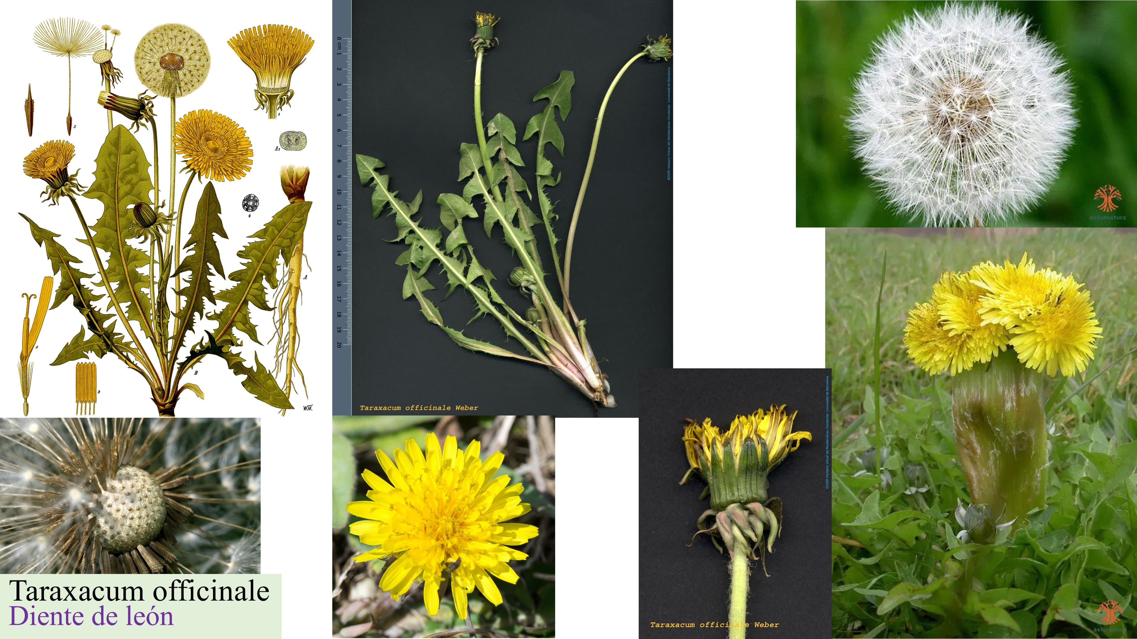 Taraxacum officinale