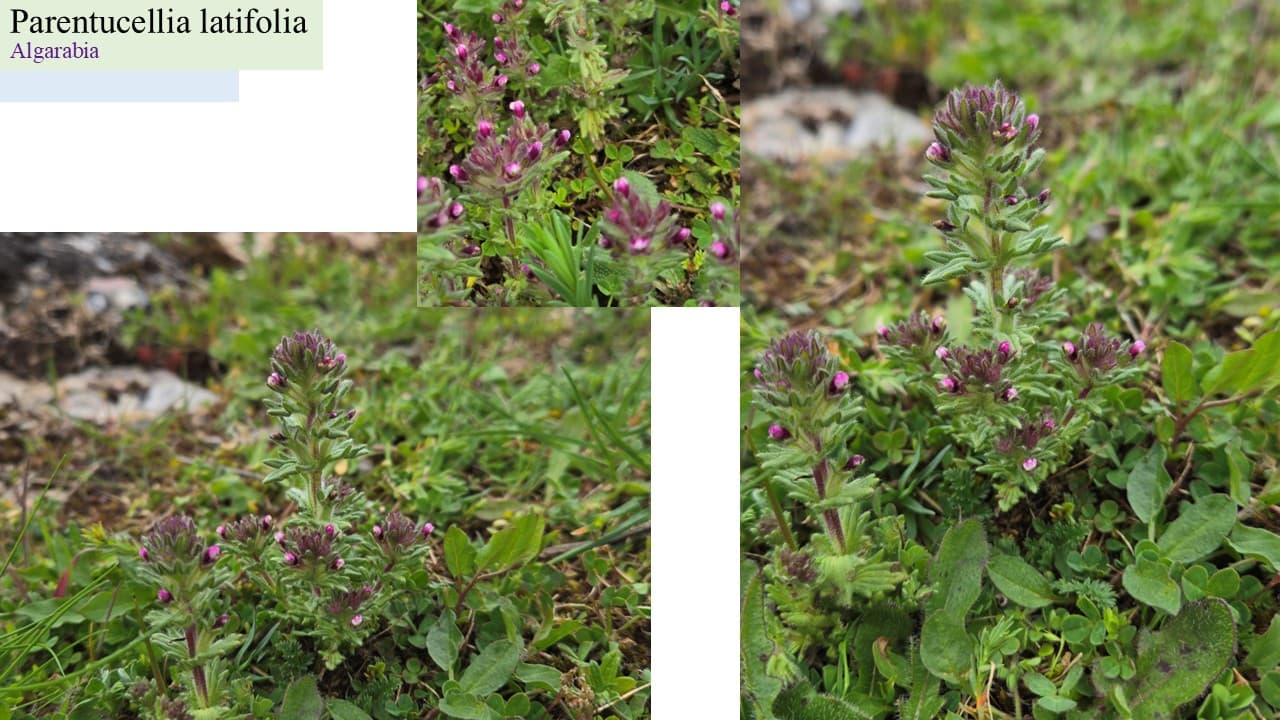 Parentucellia latifolia