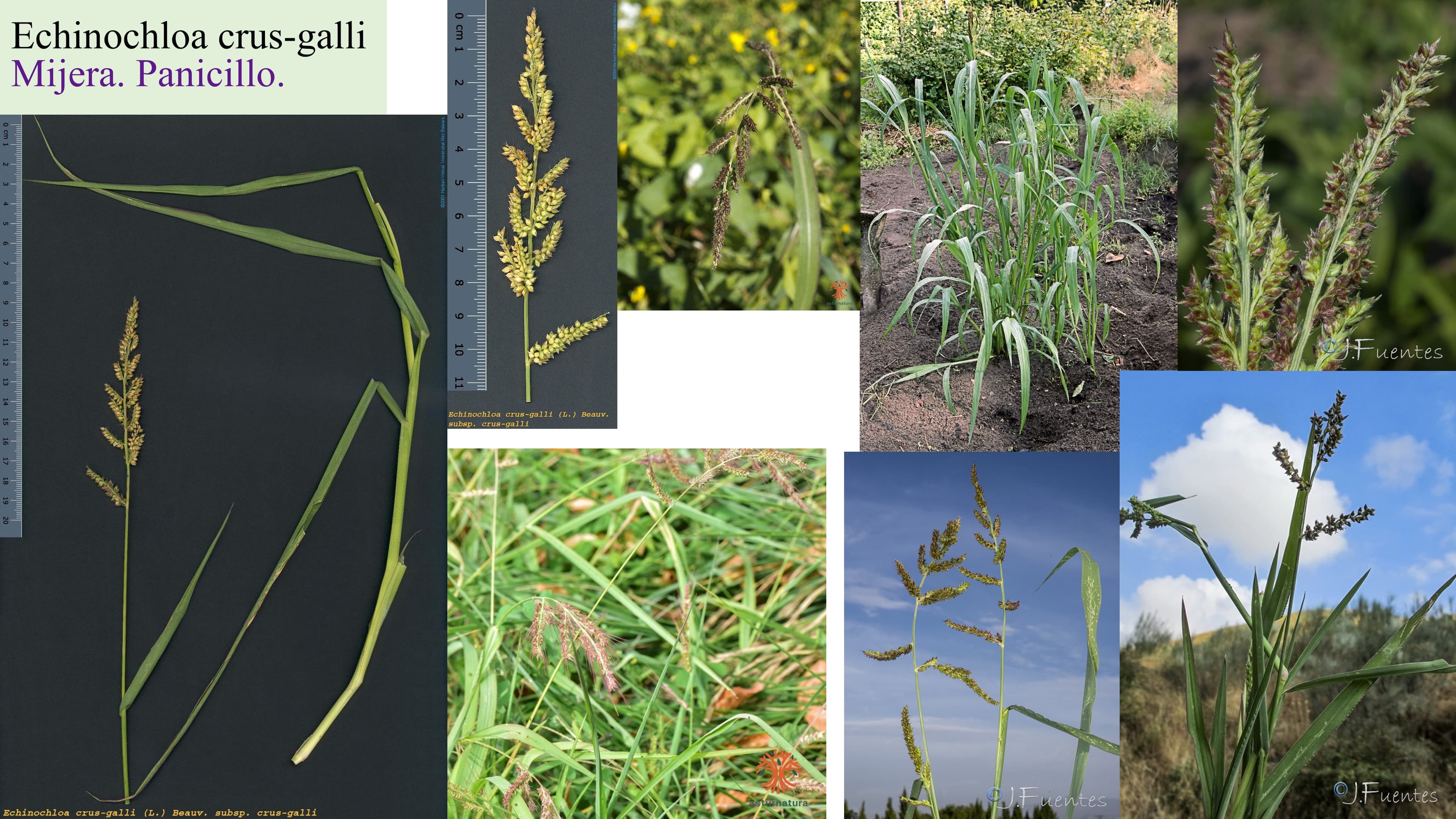 Echinochloa crus-galli