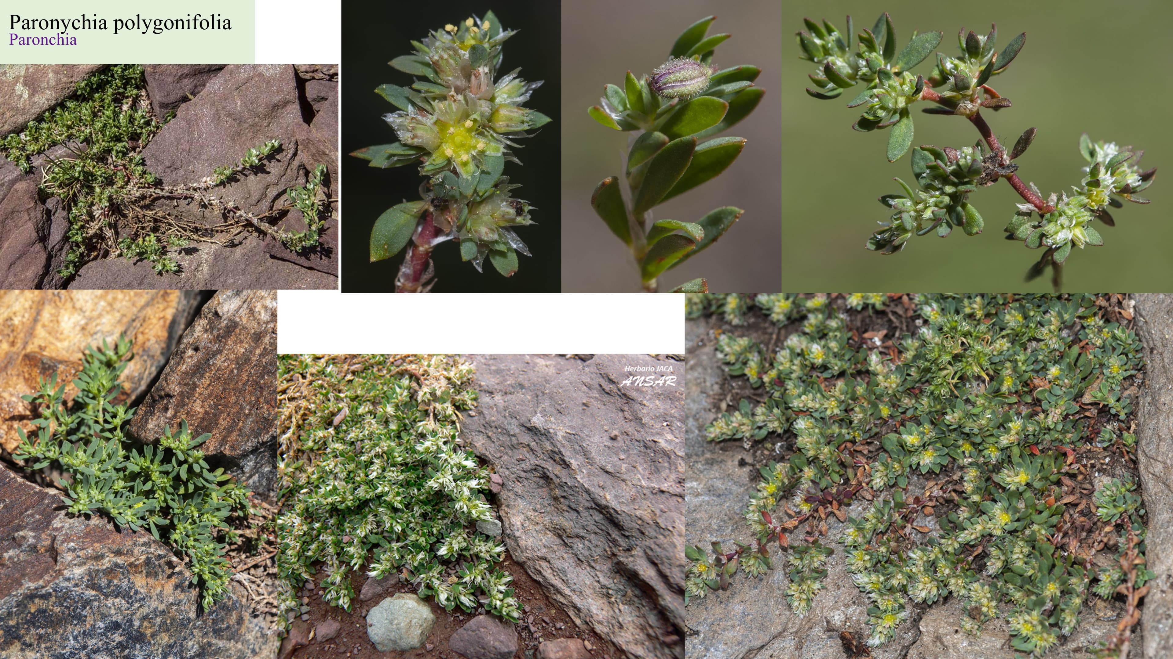 Paronychia polygonifolia