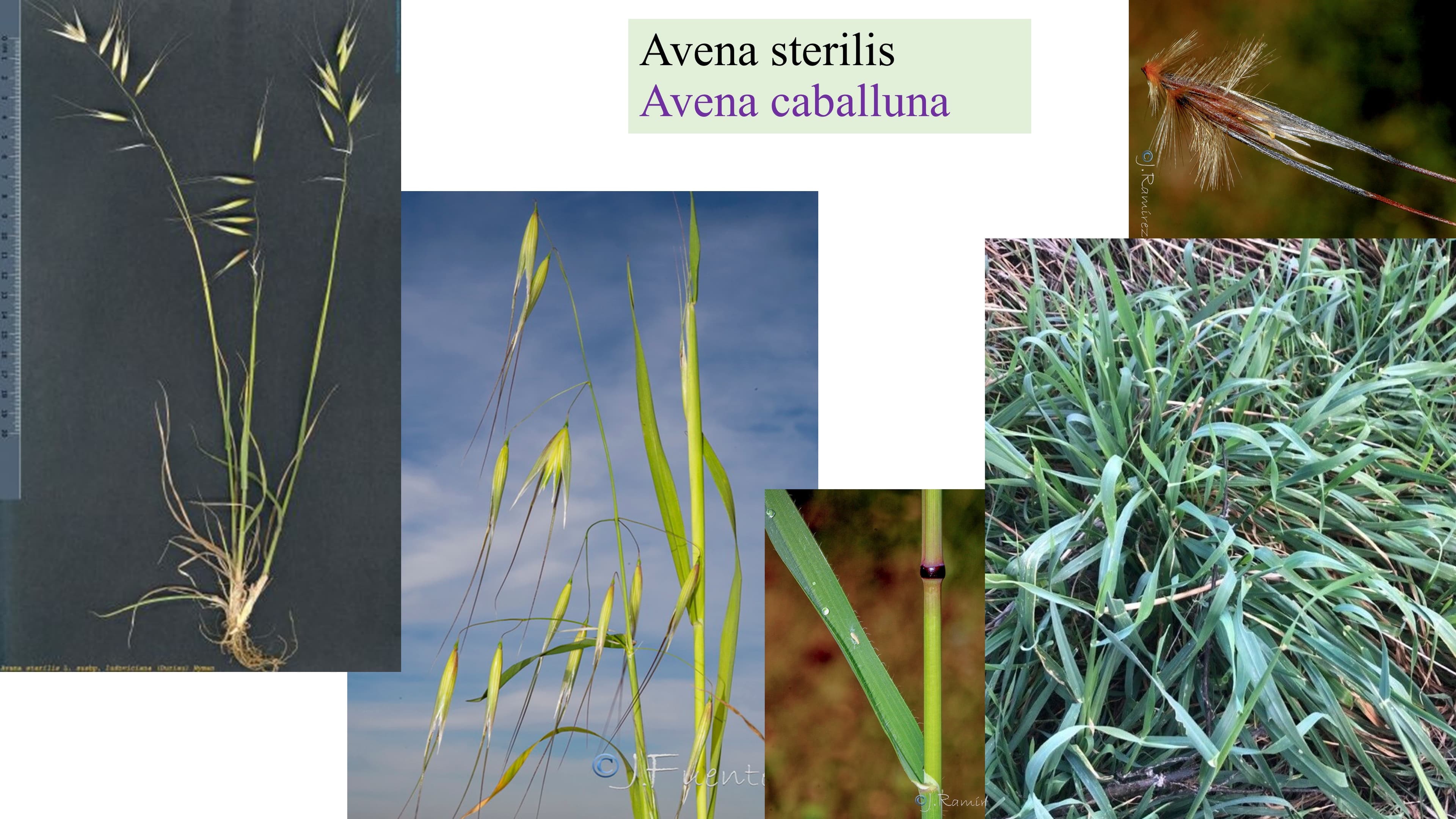 Avena sterilis
