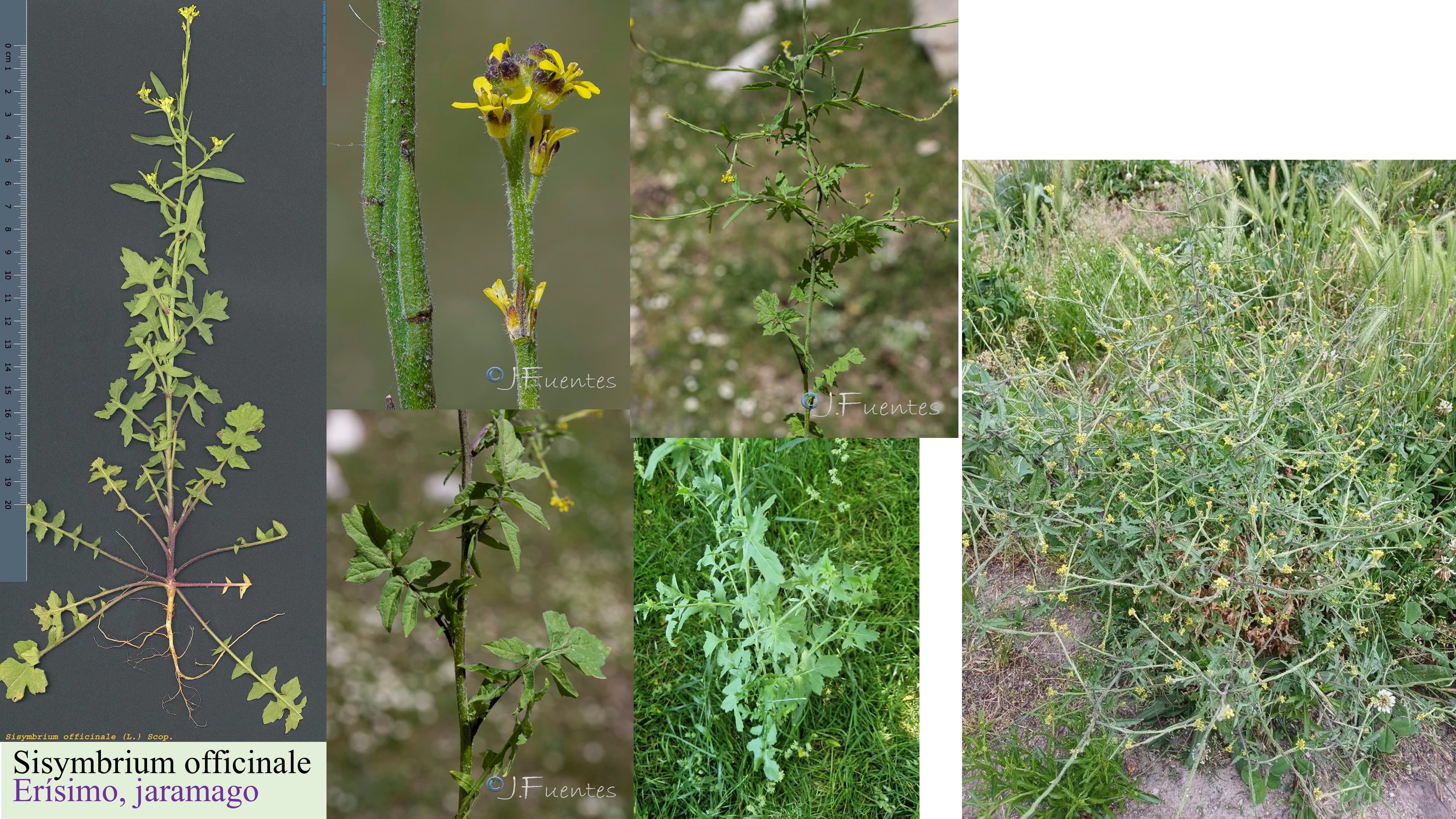Sisymbrium officinale