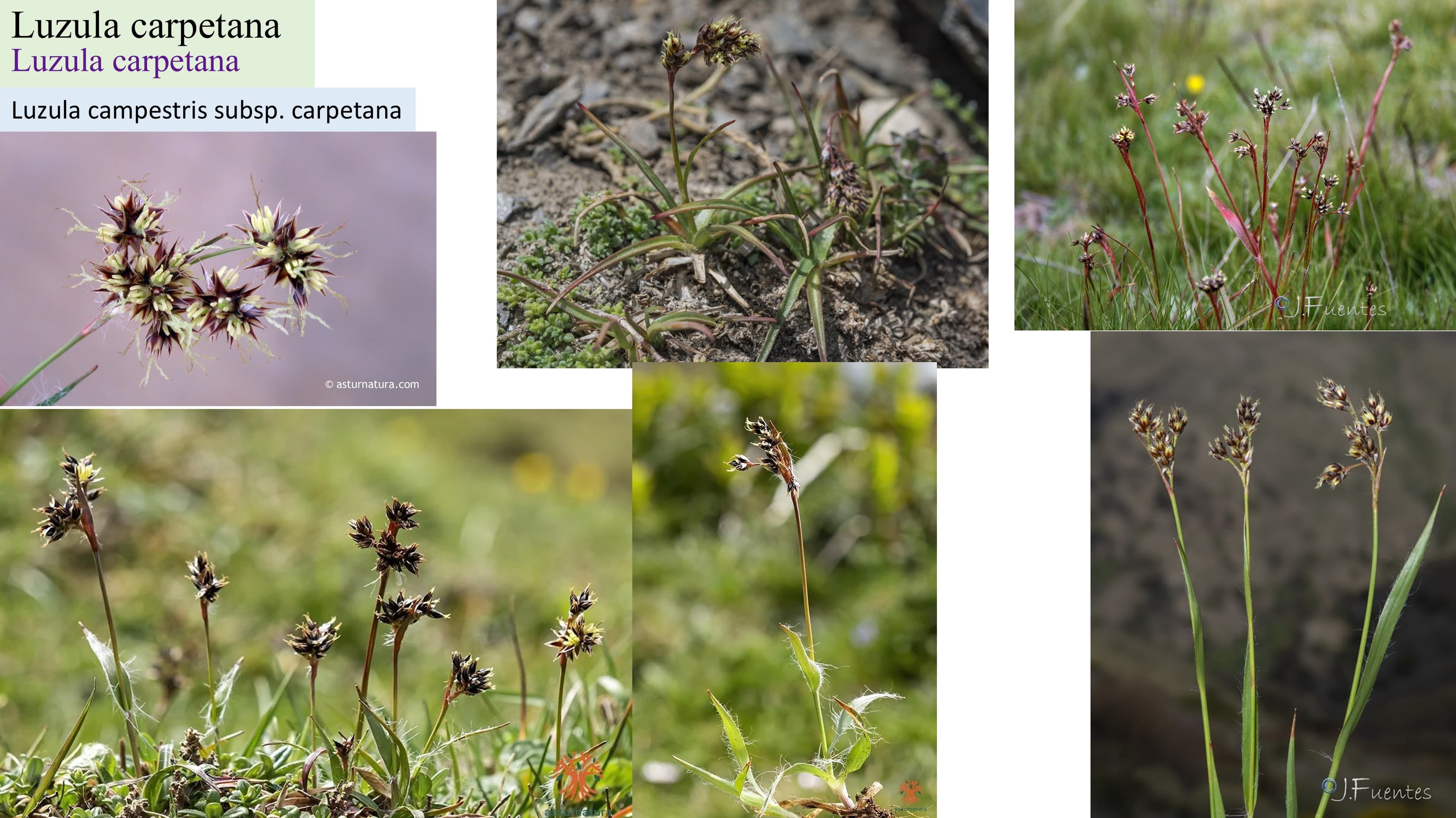 Luzula carpetana
