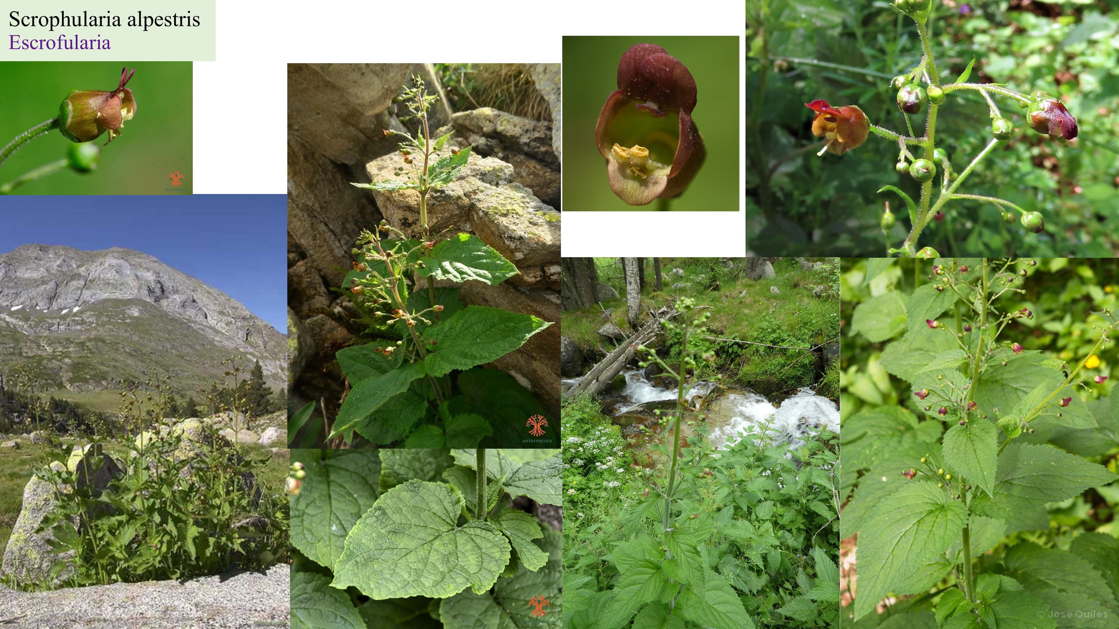 Scrophularia alpestris