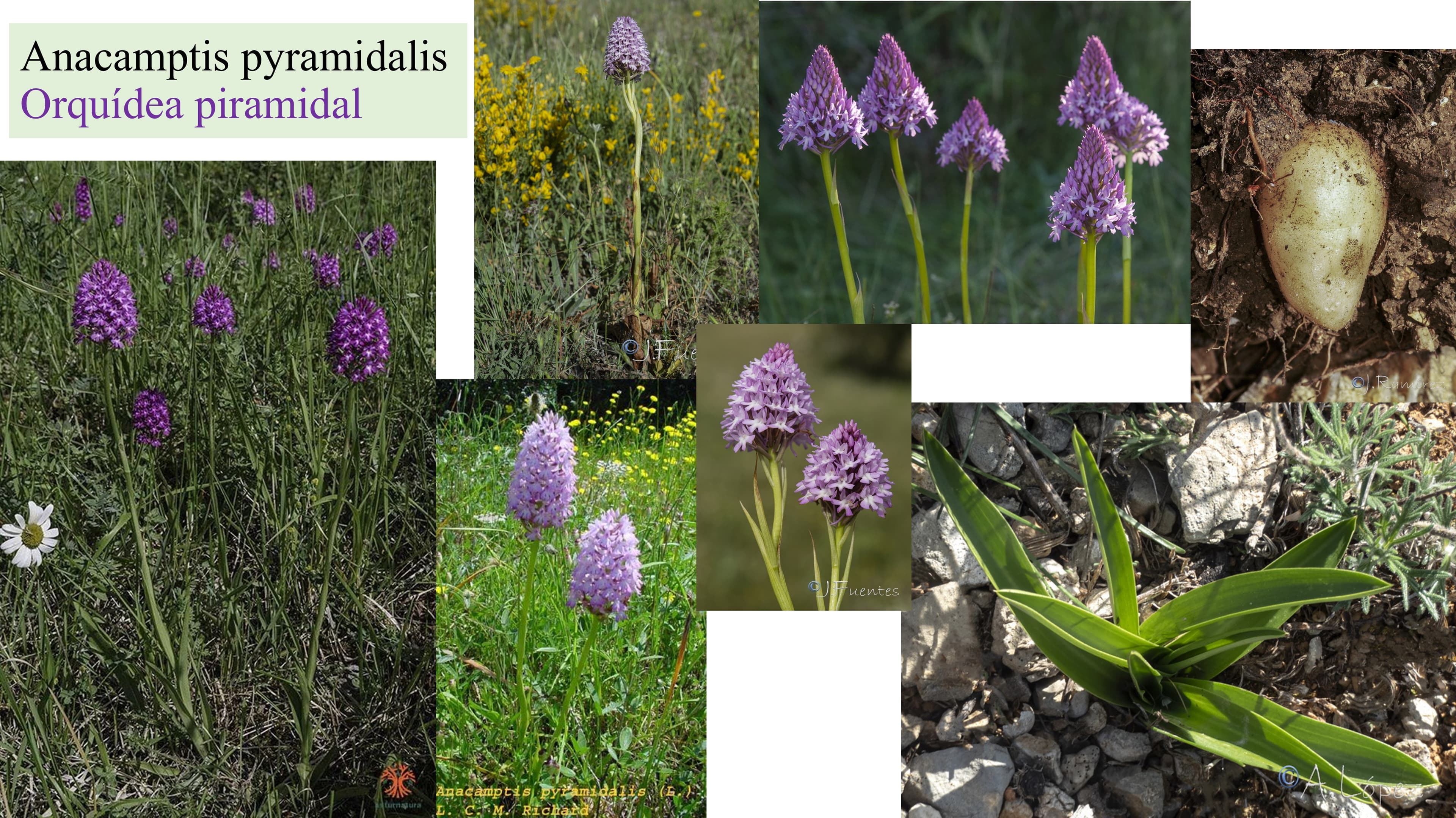 Anacamptis