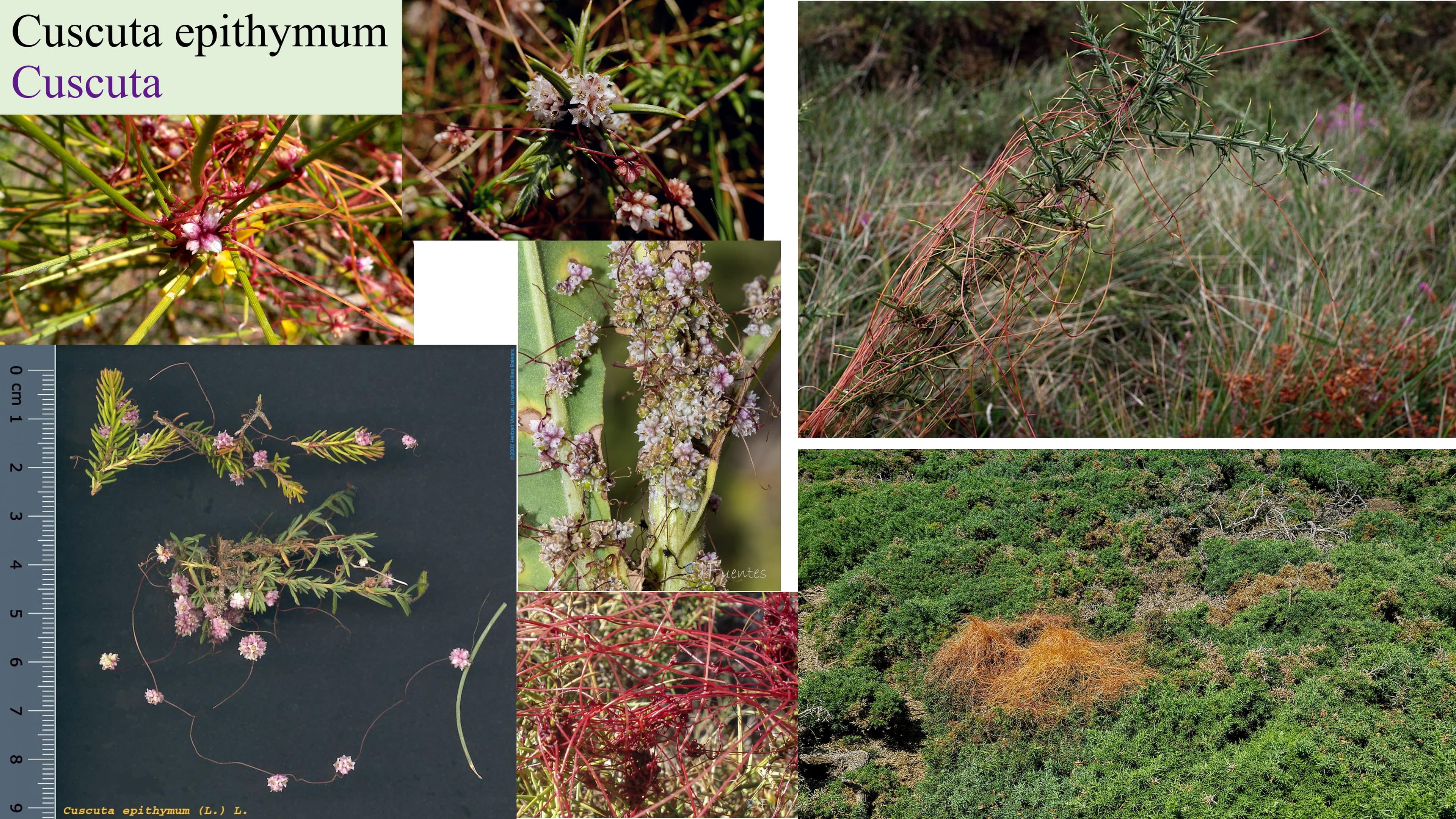 Cuscuta epithymum