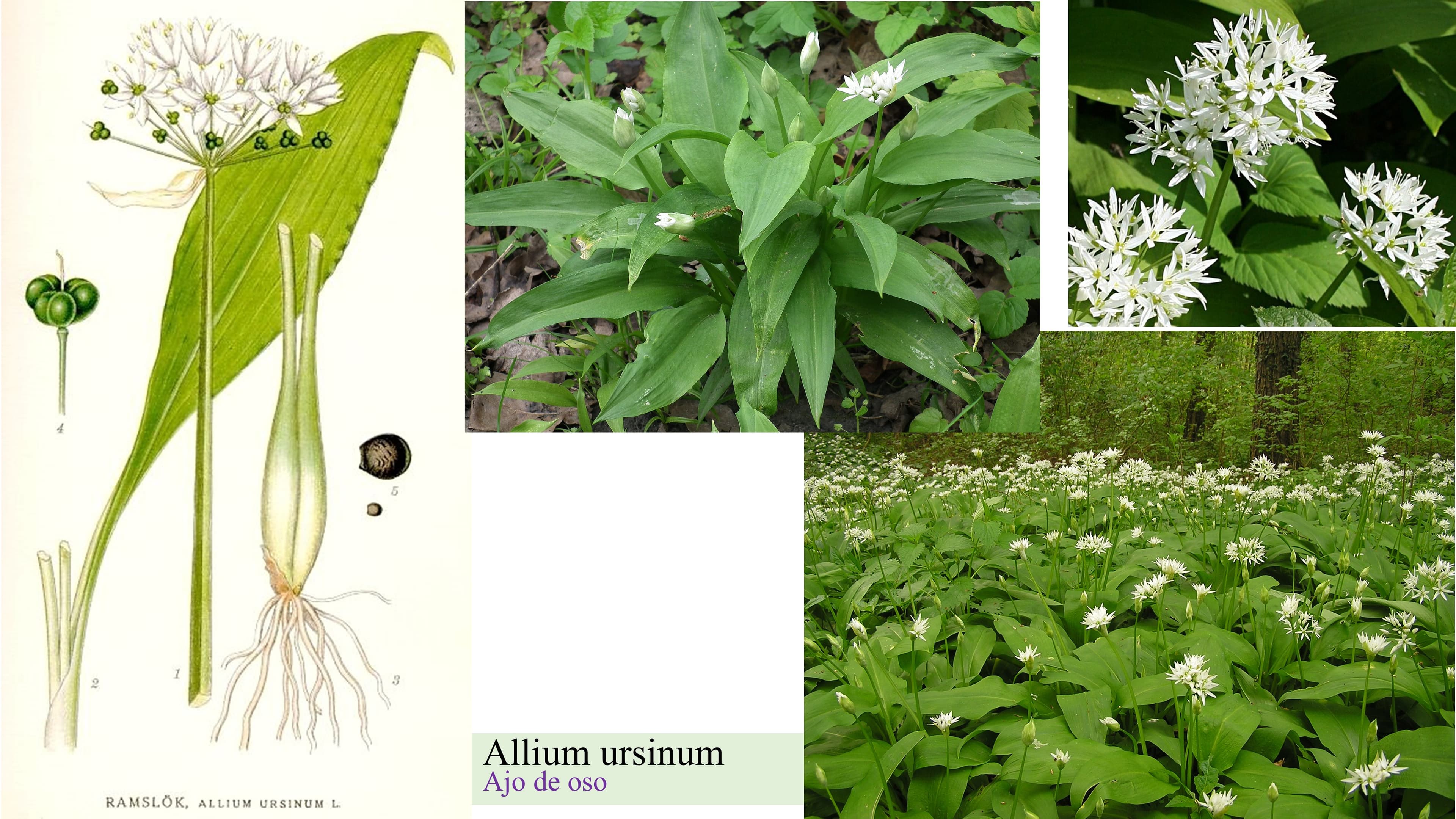 Allium
