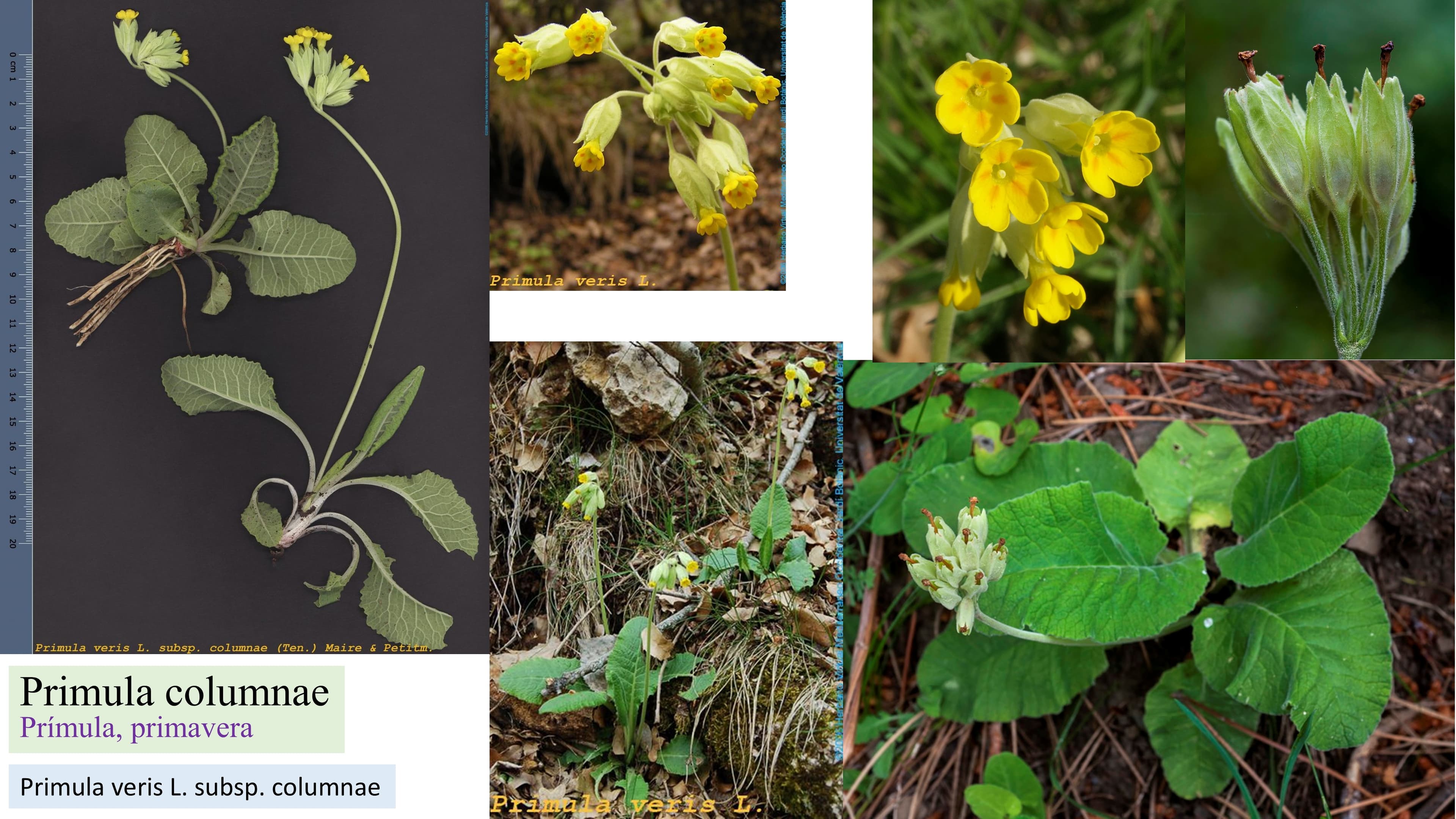 Primula columnae