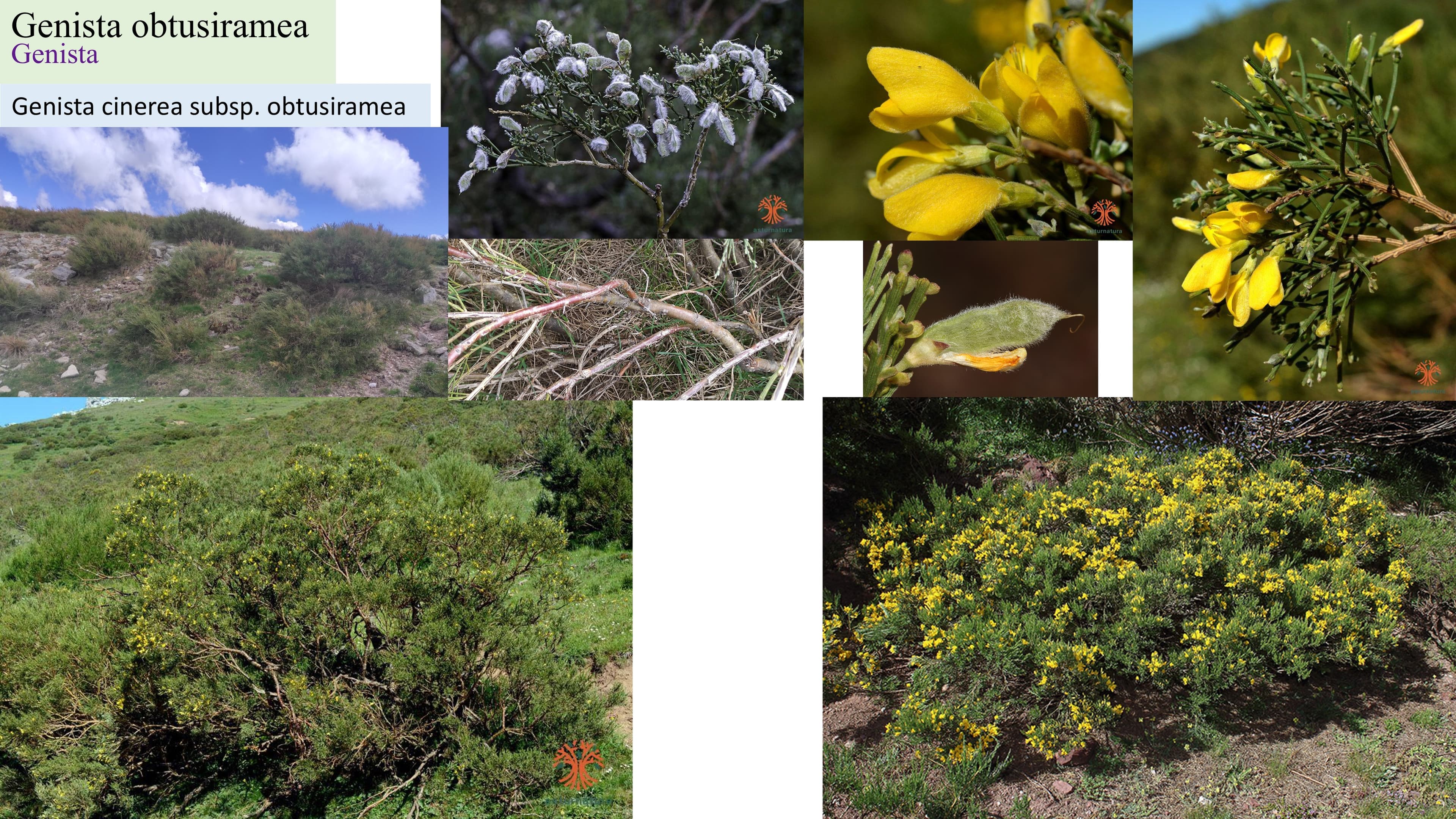 Genista obtusirramea