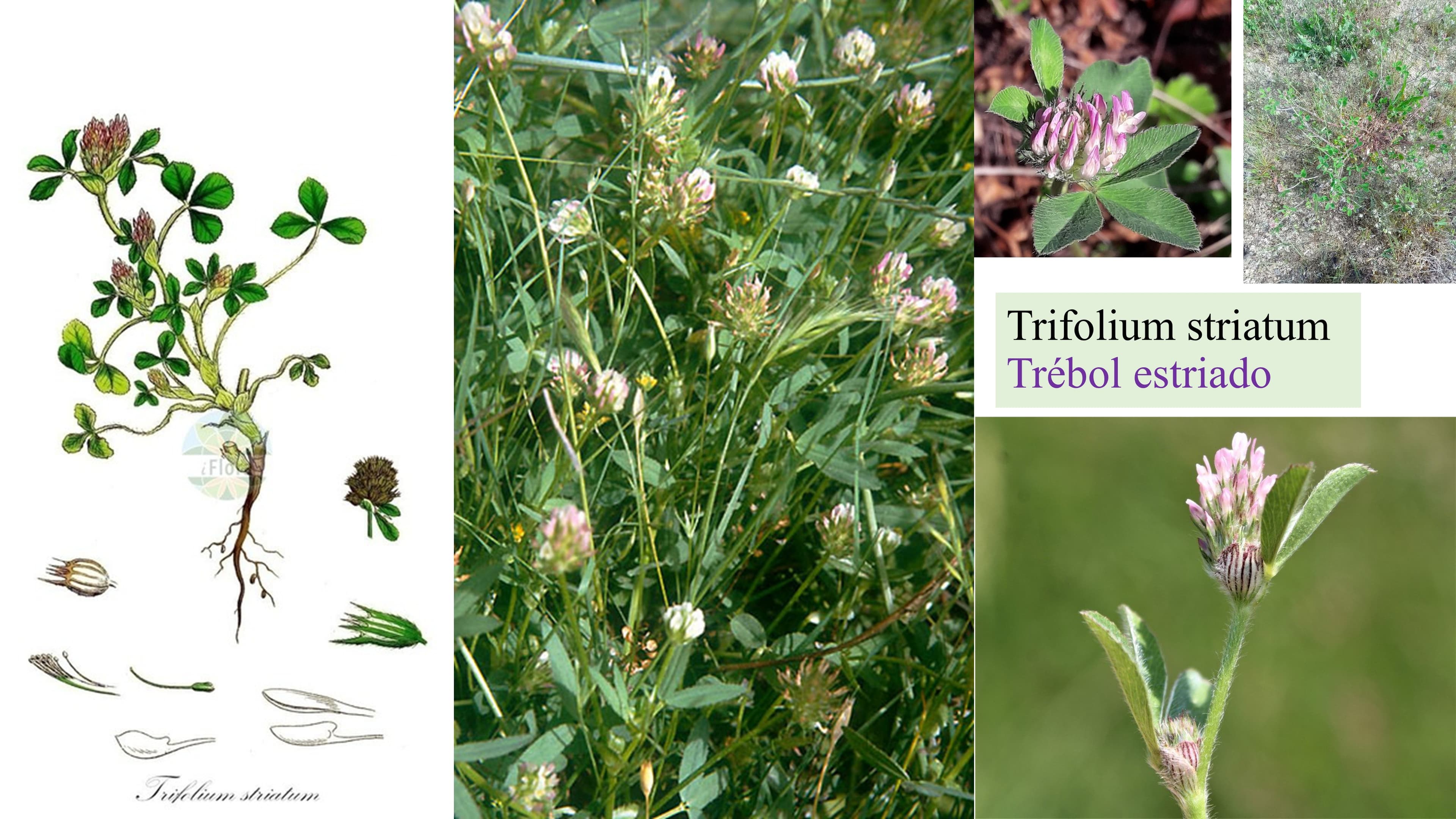 Trifolium striatum