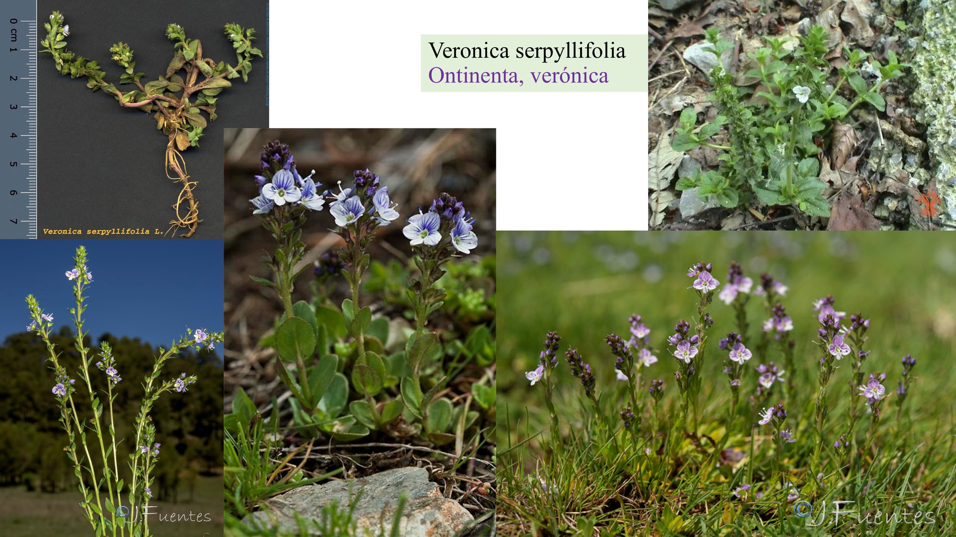 Veronica serpyllifolia