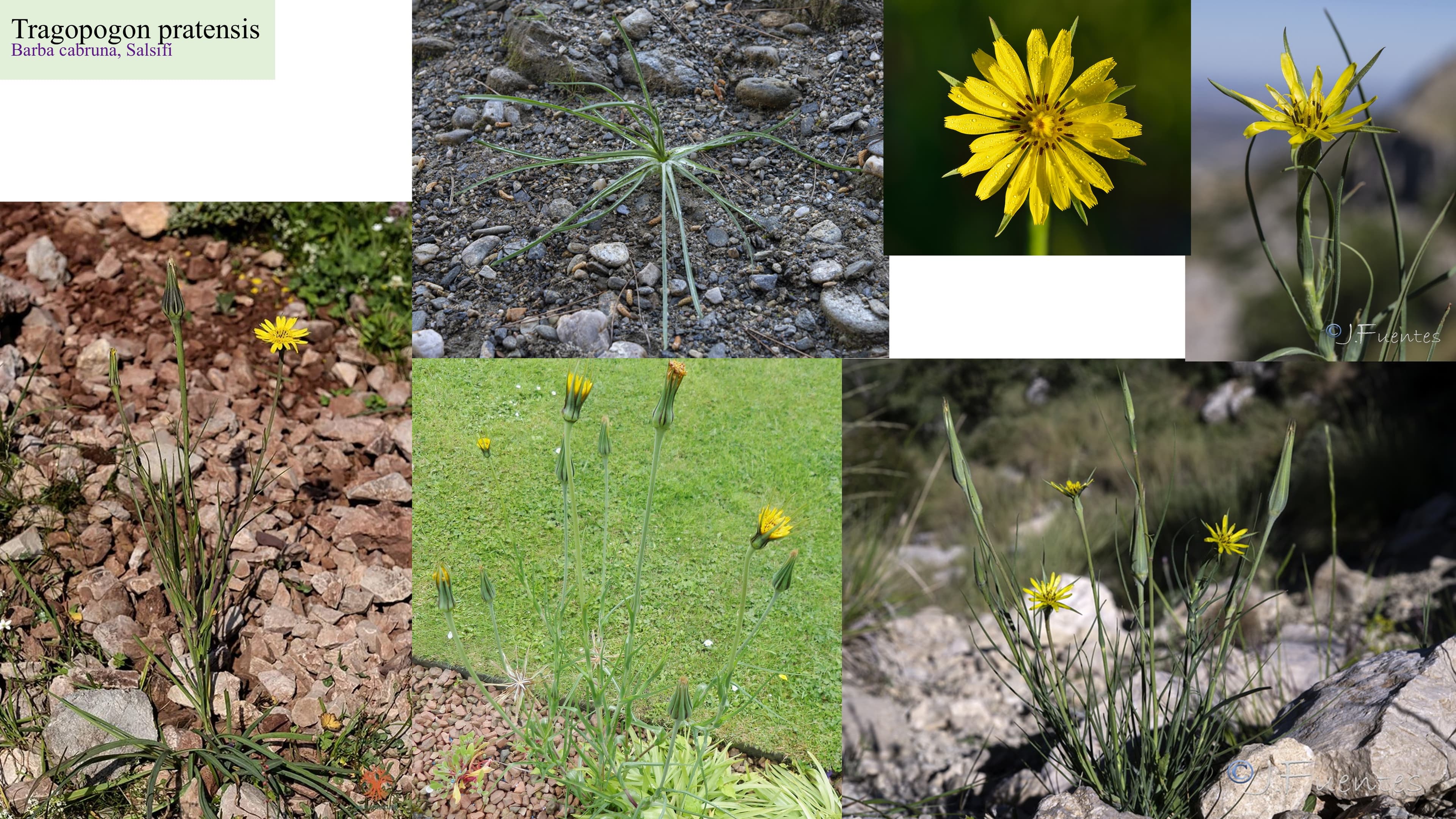 Tragopogon pratensis