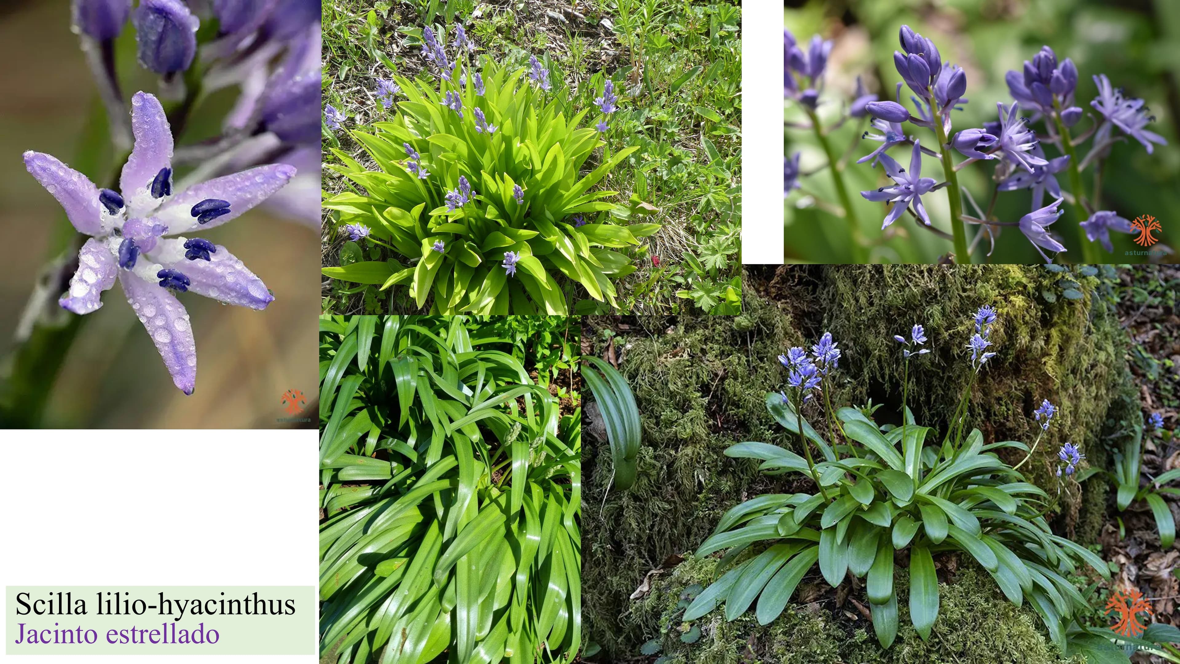 Scilla lilio-hyacinthus