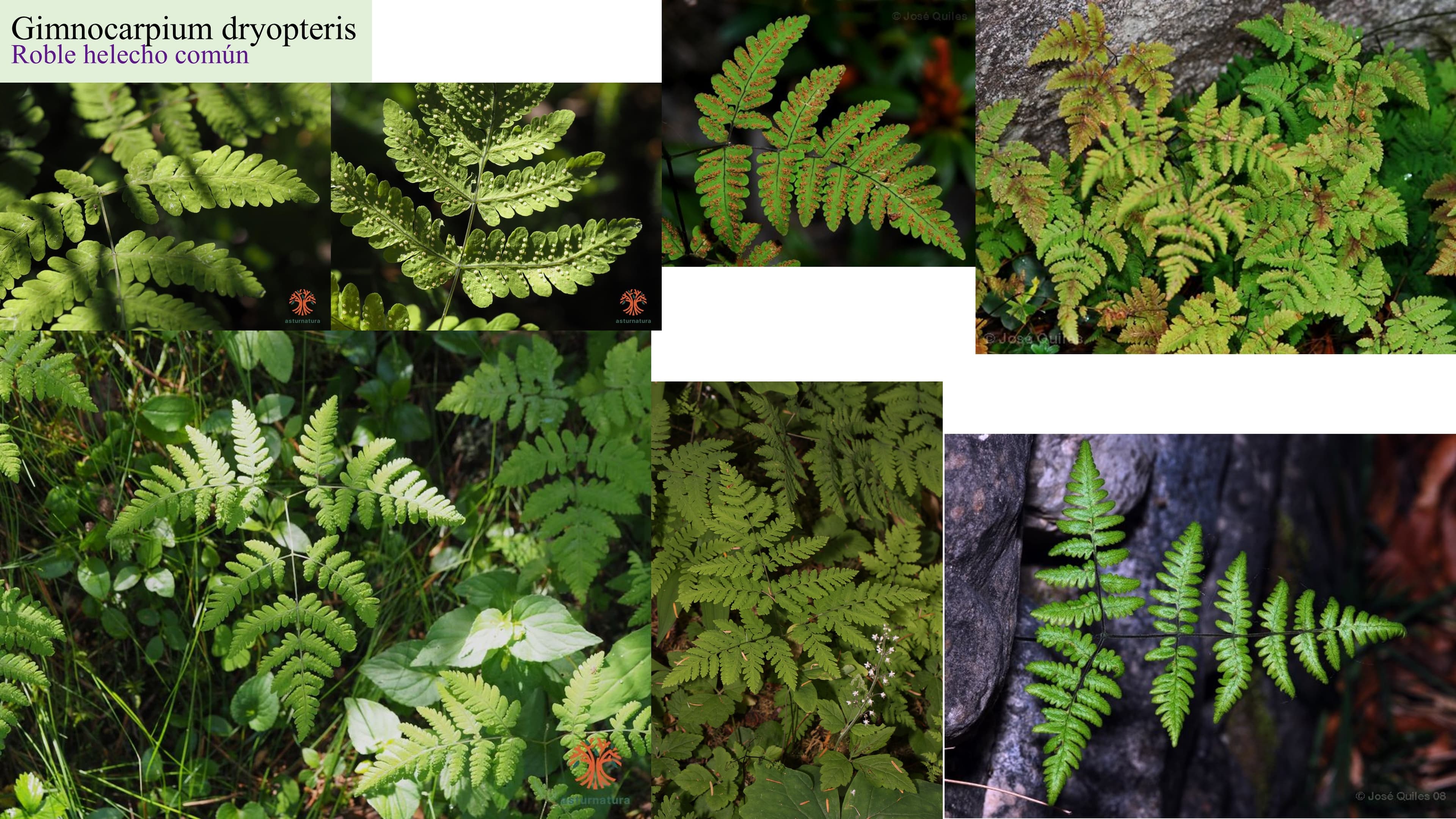 Gimnocarpium dryopteris