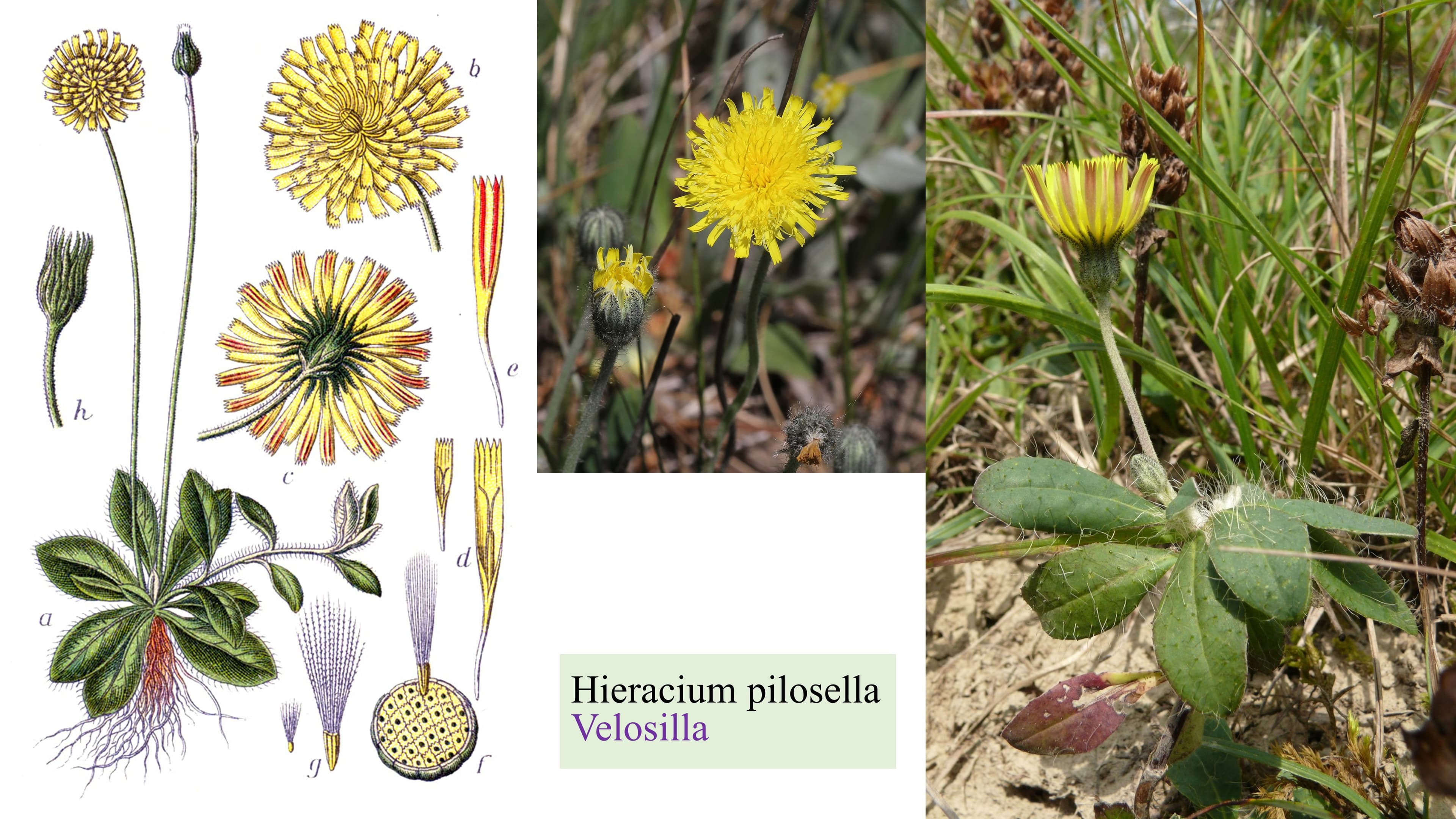 Hieracium pilosella