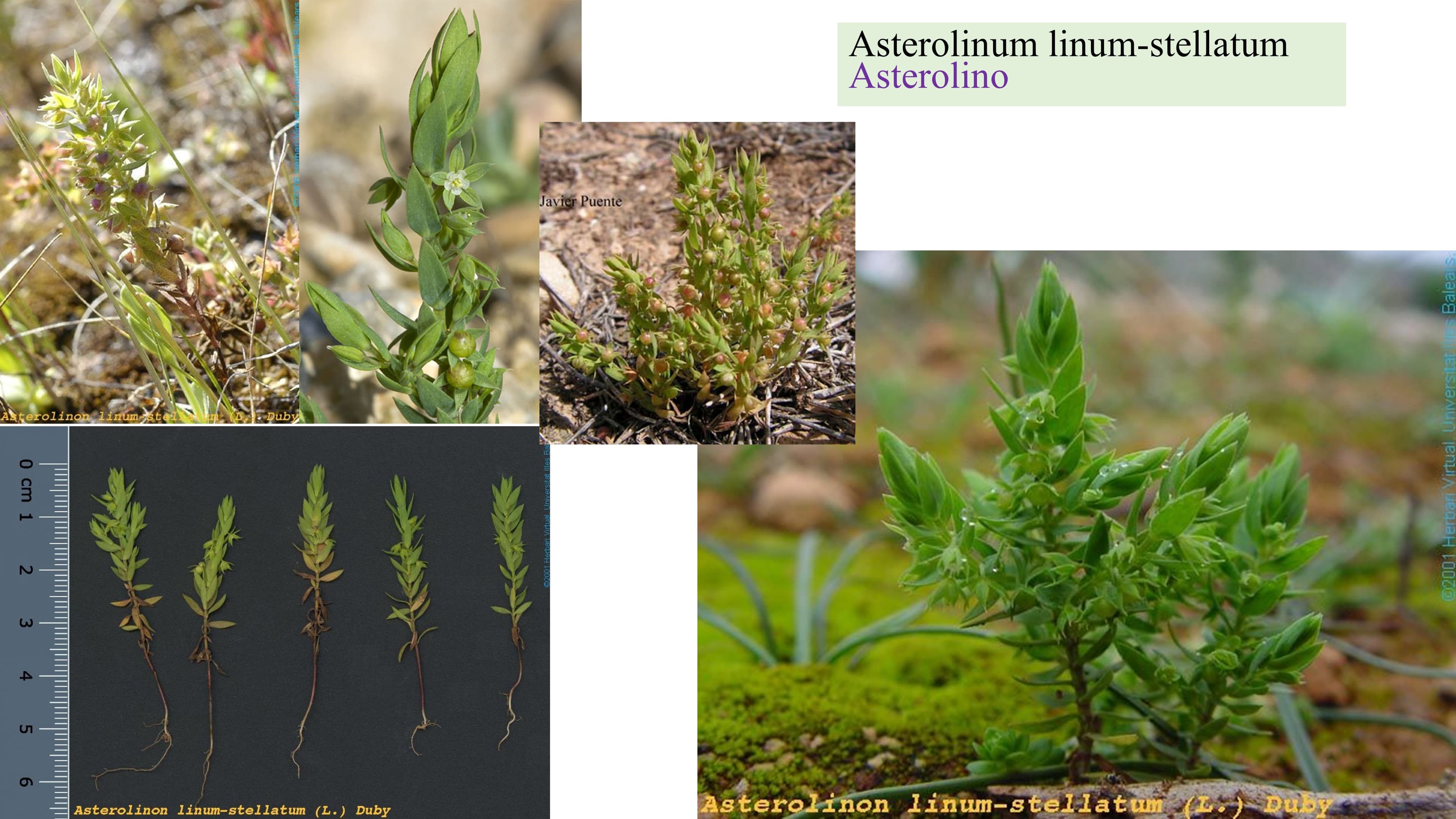 Asterolinum linum-stellatum