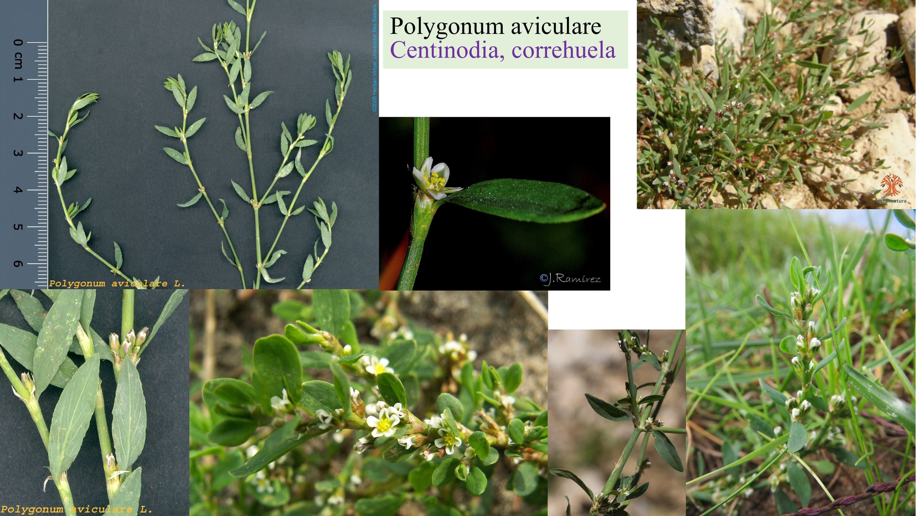 Polygonum aviculare
