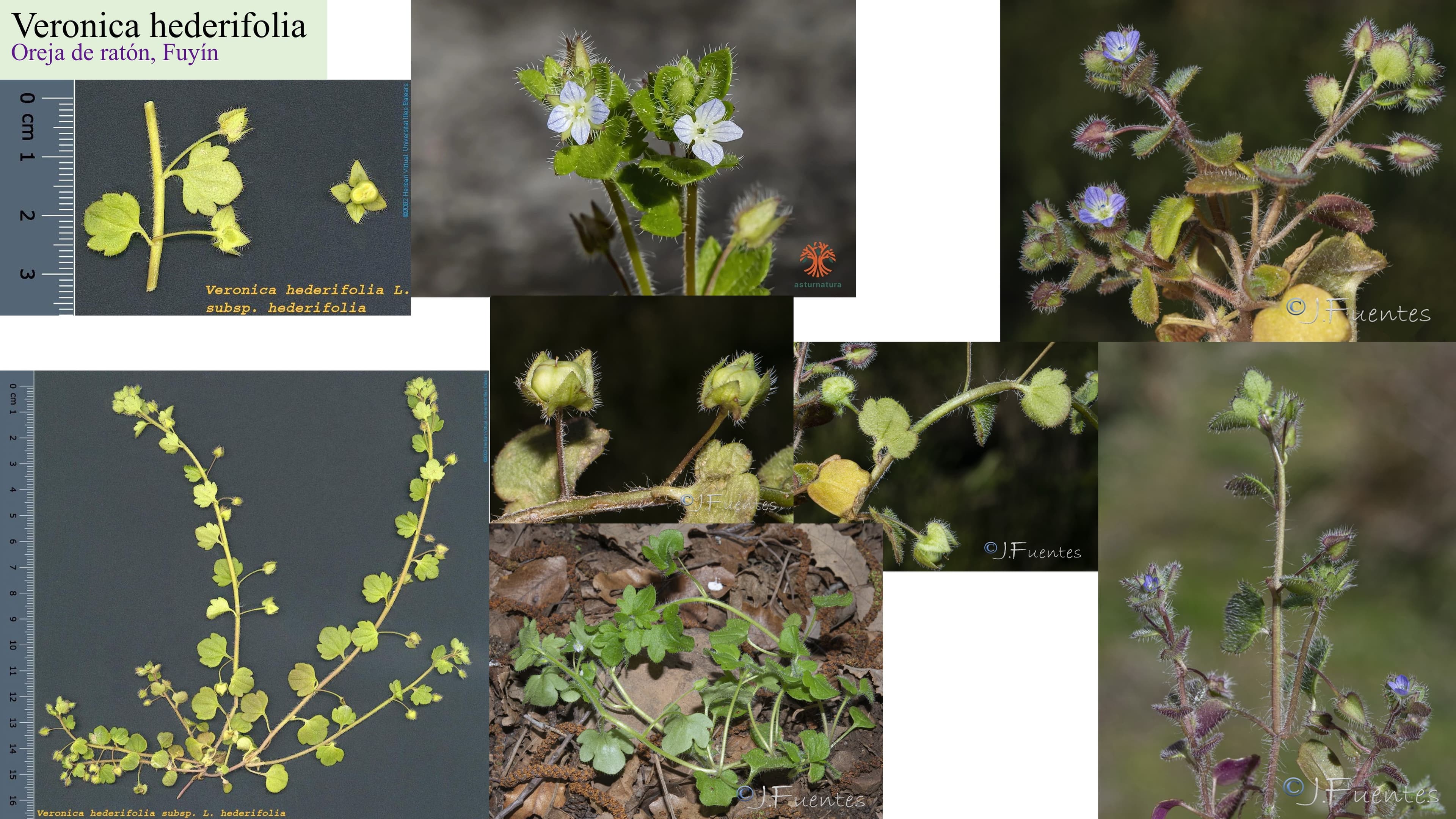 Veronica hederifolia