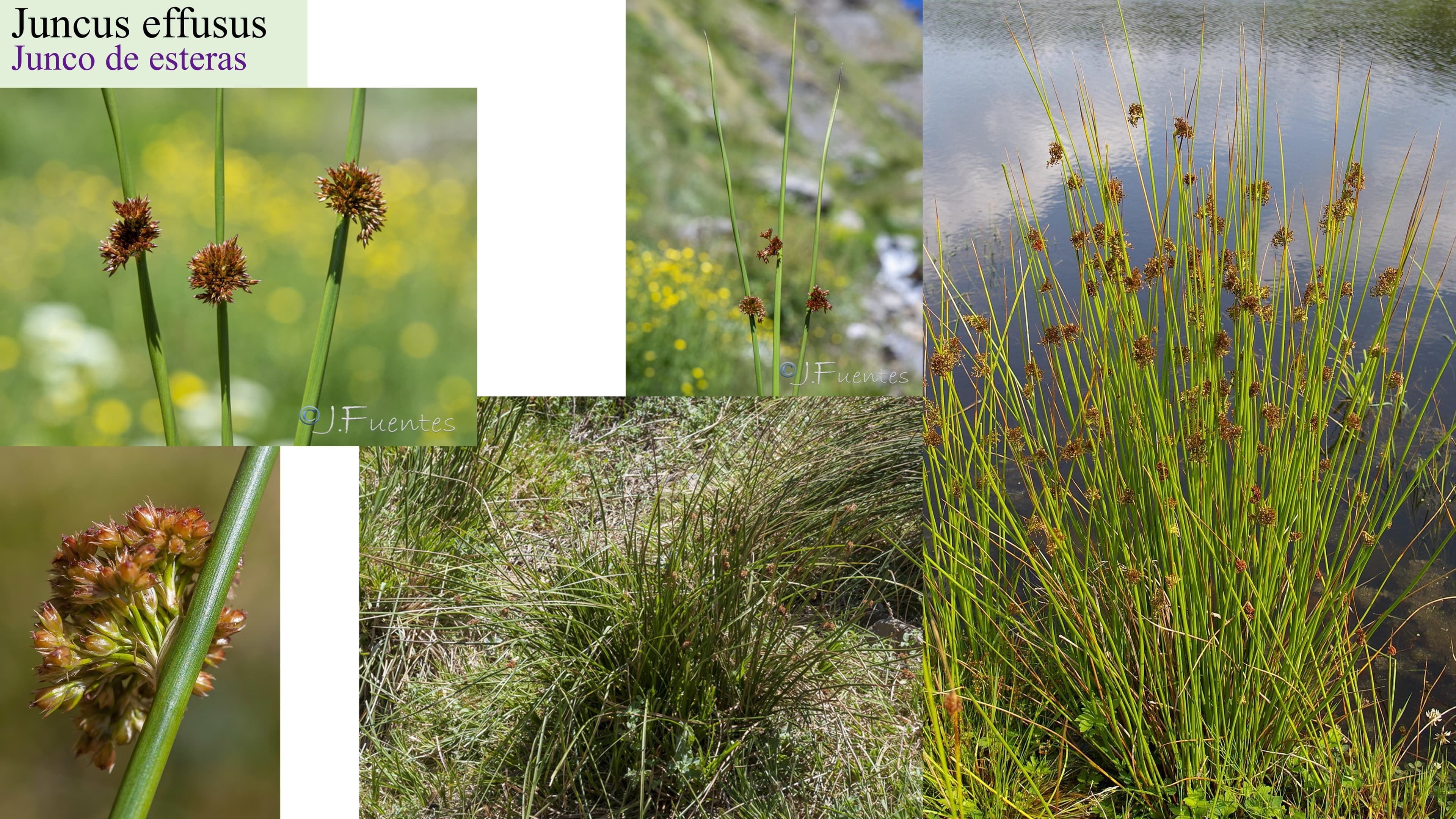 Juncus effusus
