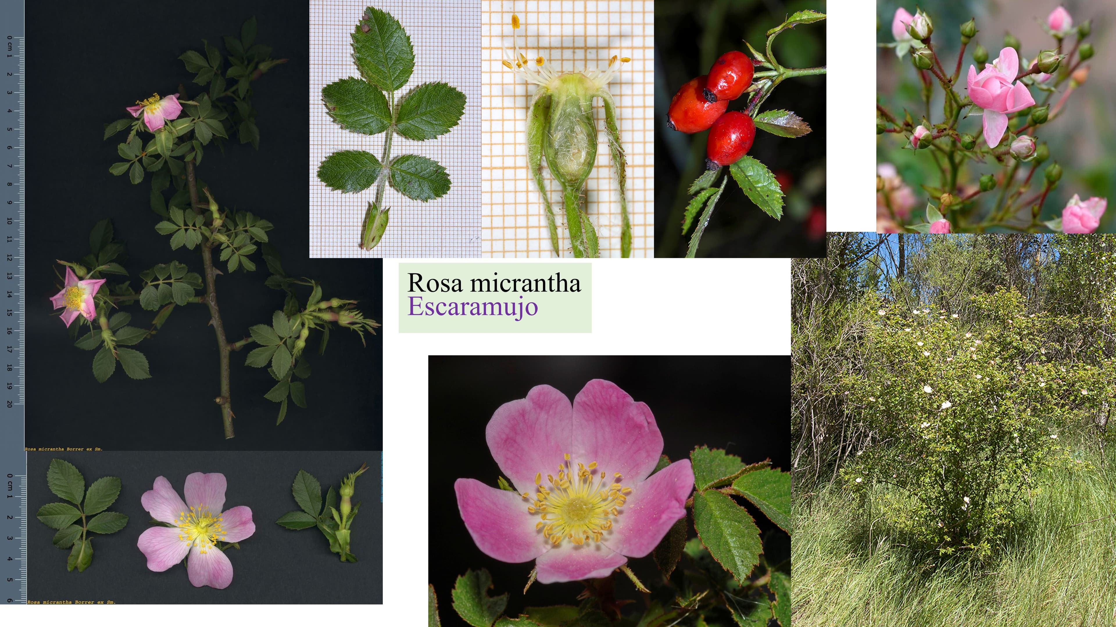 Rosa micrantha