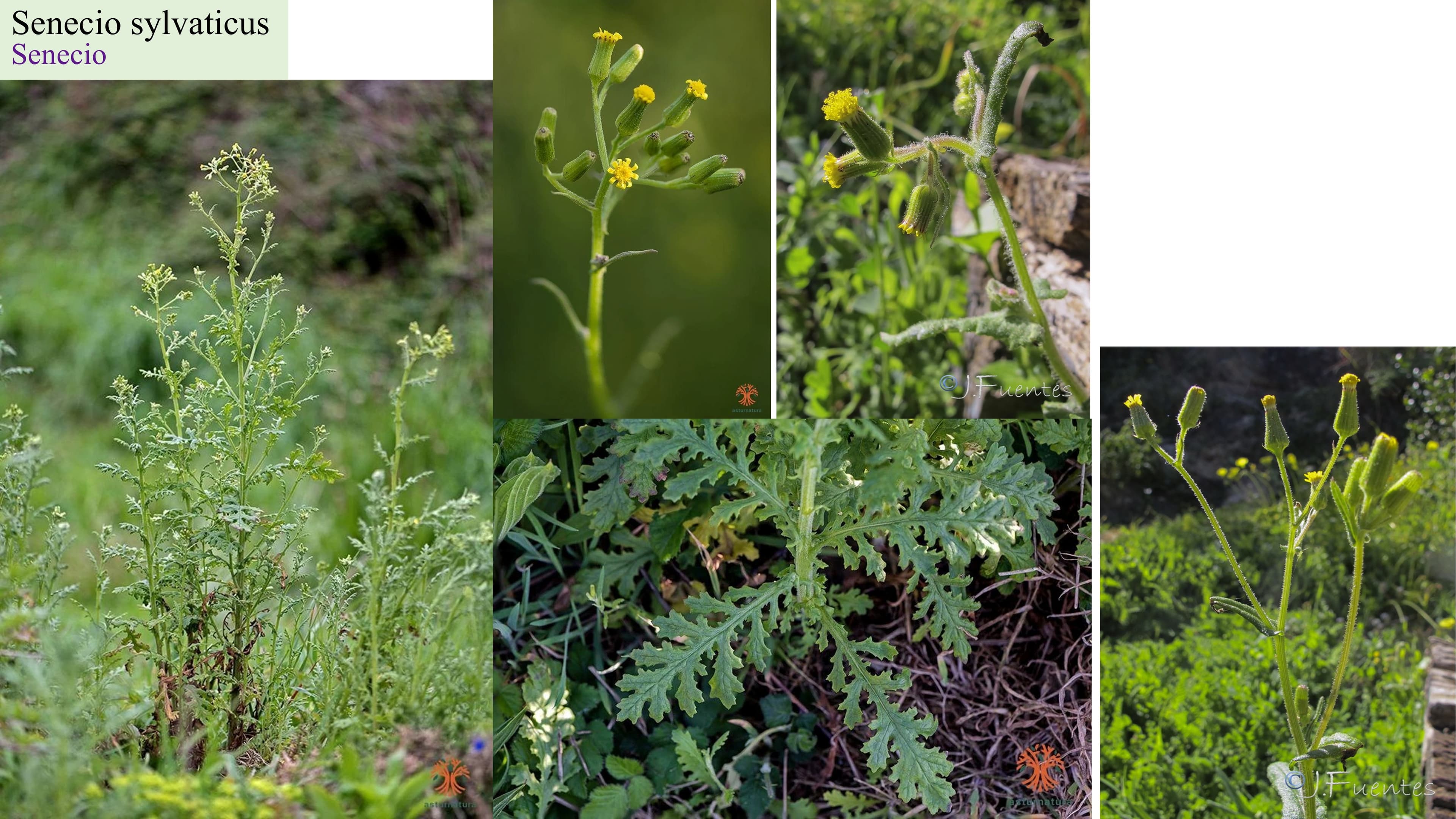 Senecio sylvaticus