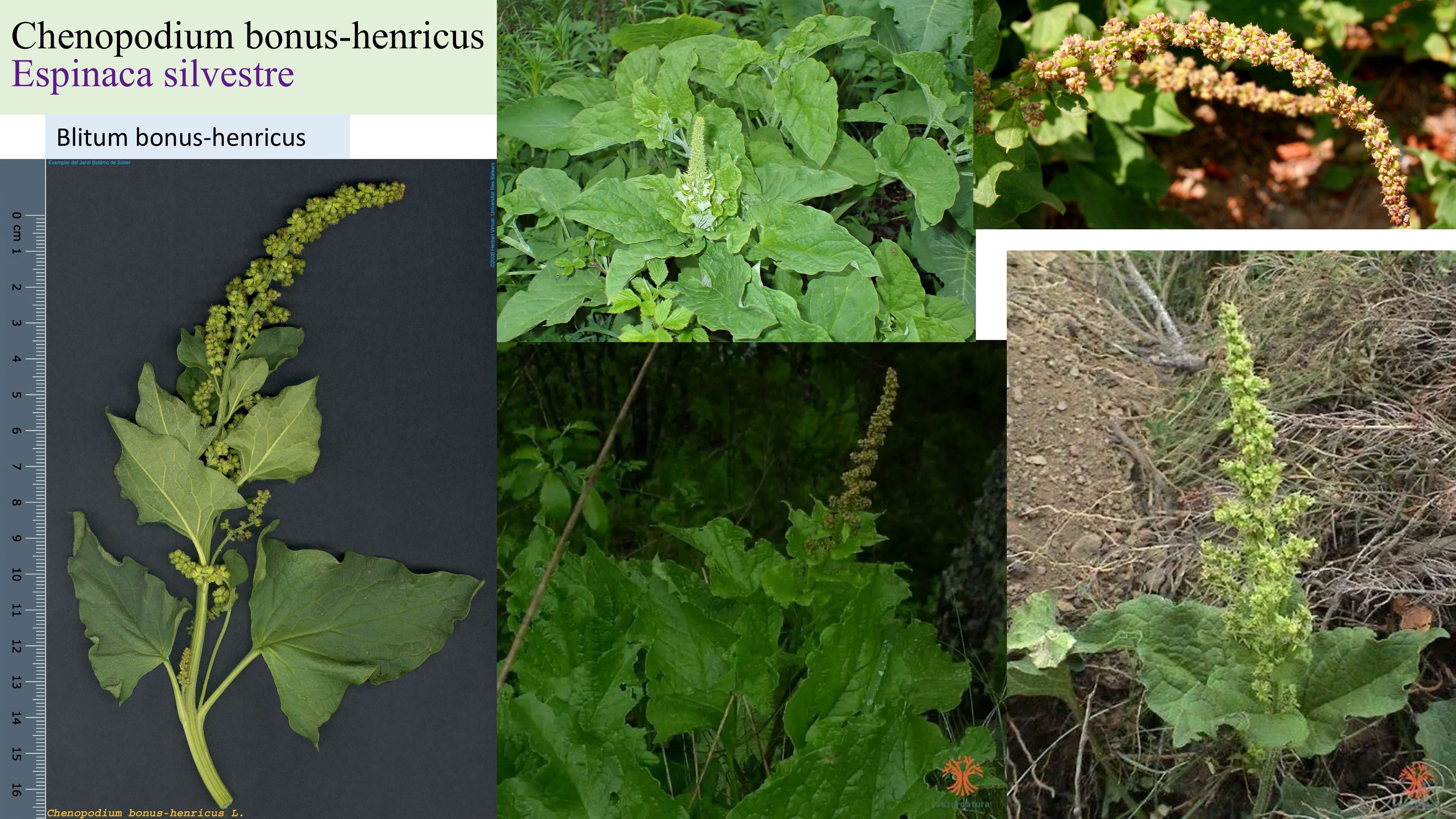 Chenopodium bonus-henricus