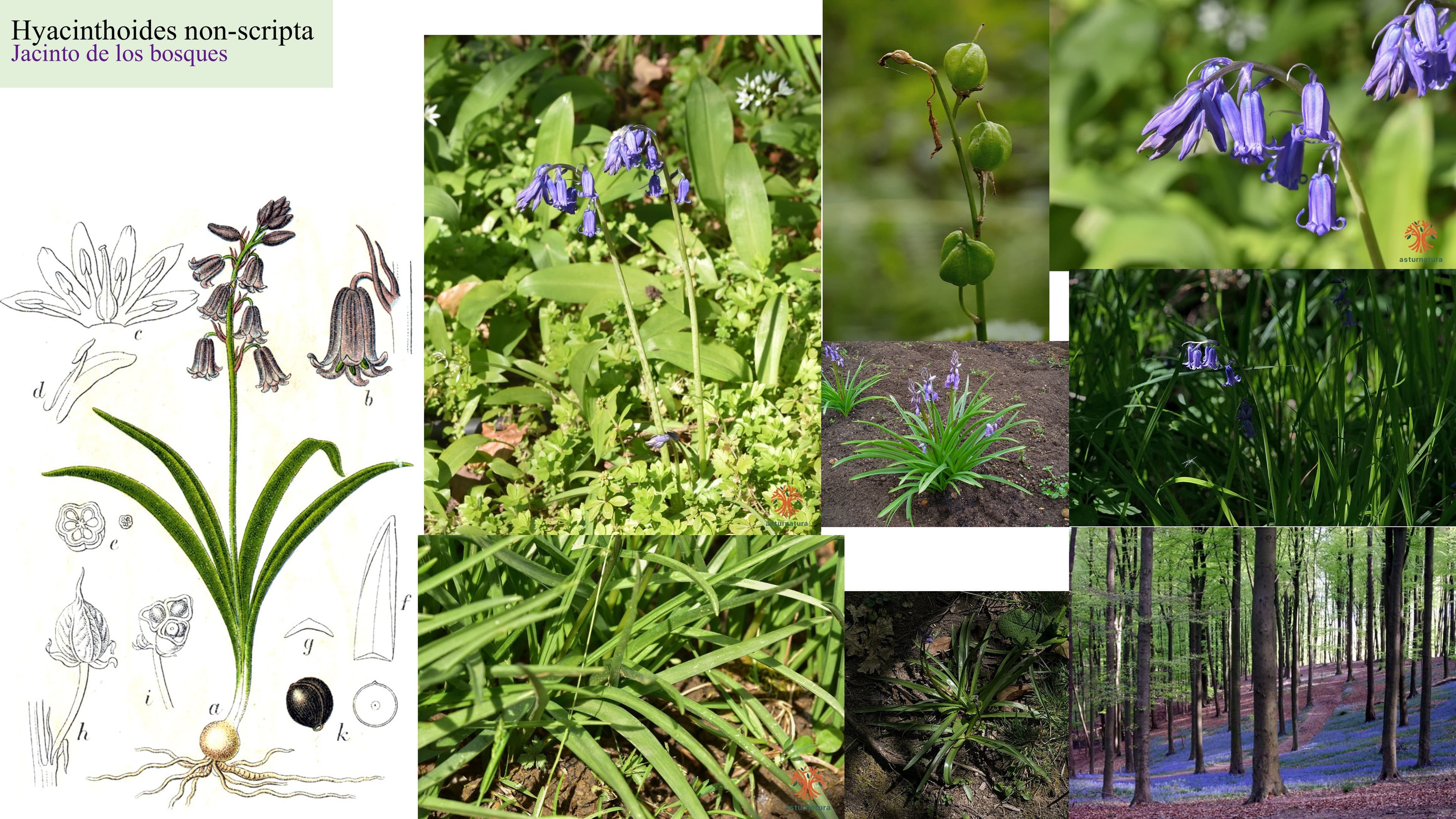 Hyacinthoides non-scripta