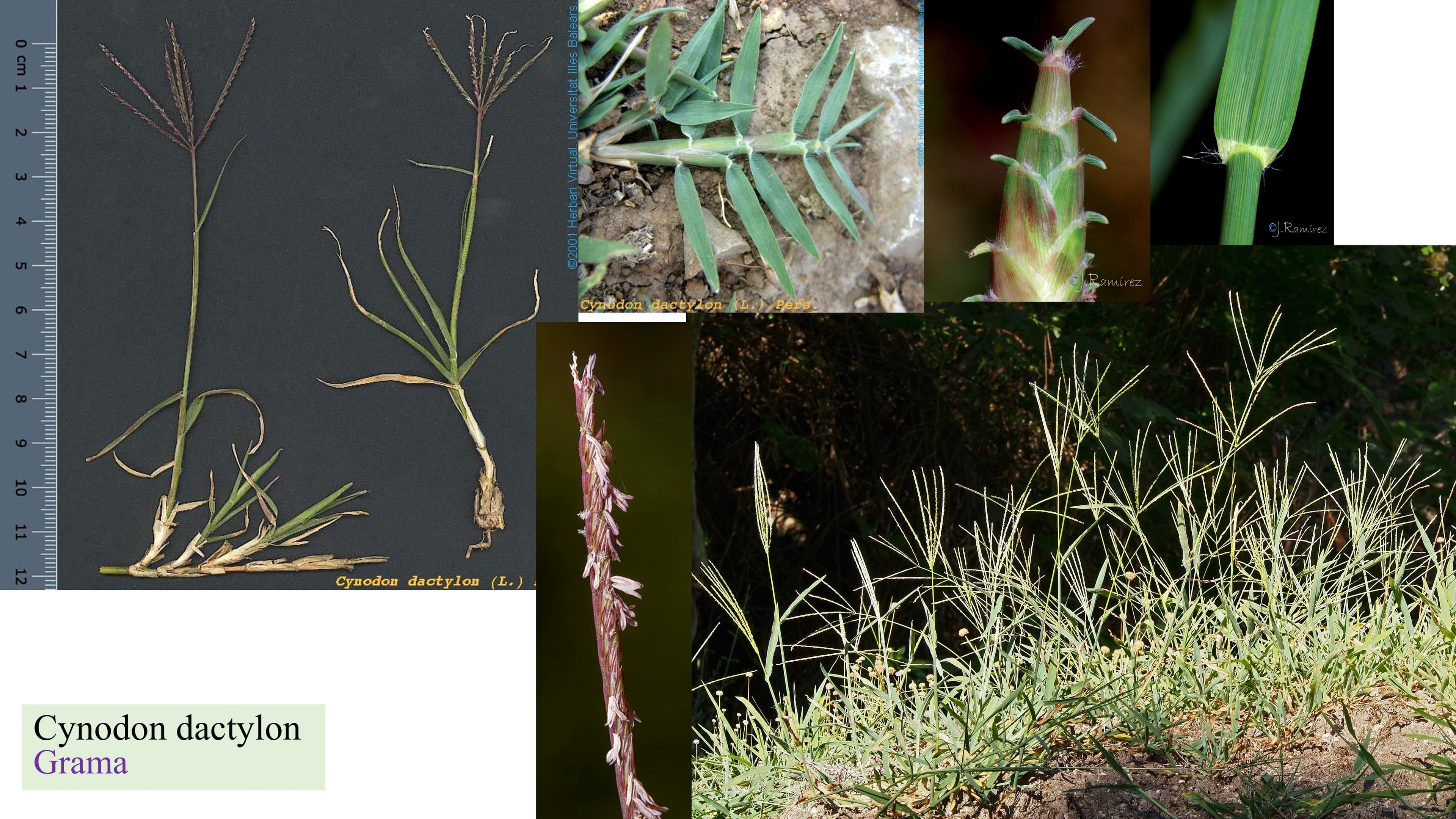 Cynodon dactylon