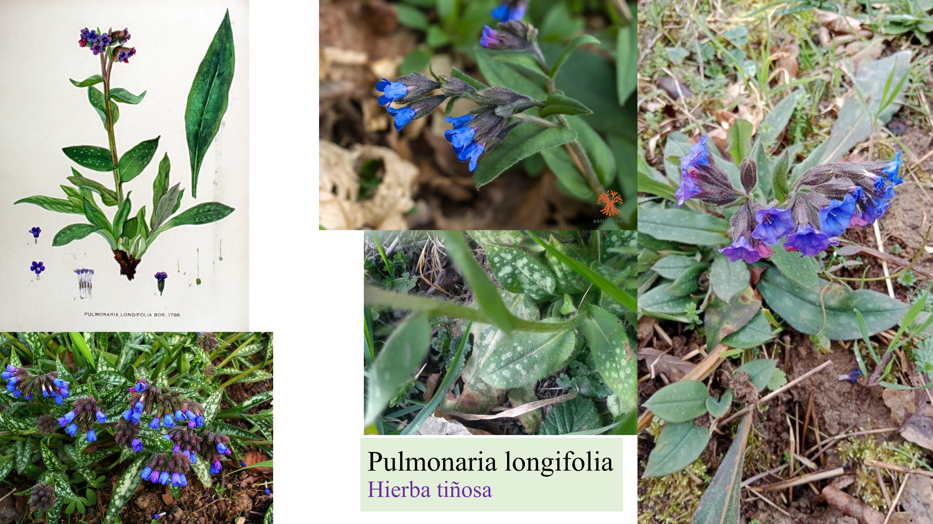 Pulmonaria longifolia