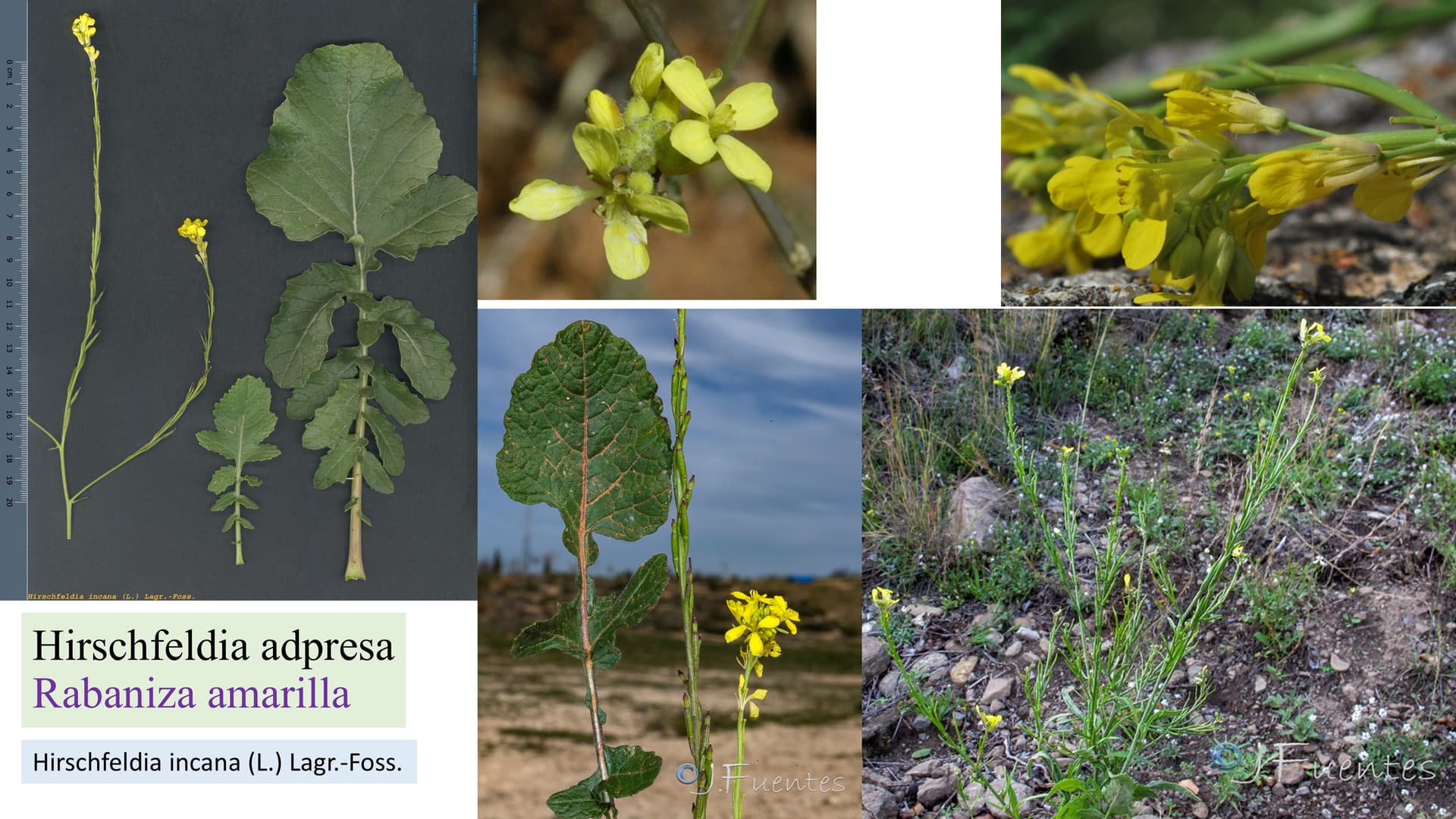 Hirschfeldia adpressa