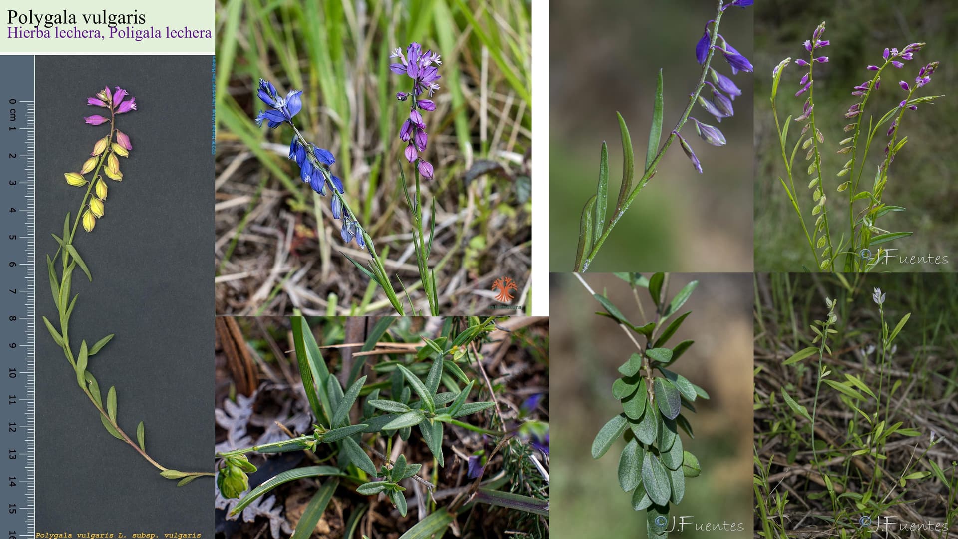 Polygala vulgaris