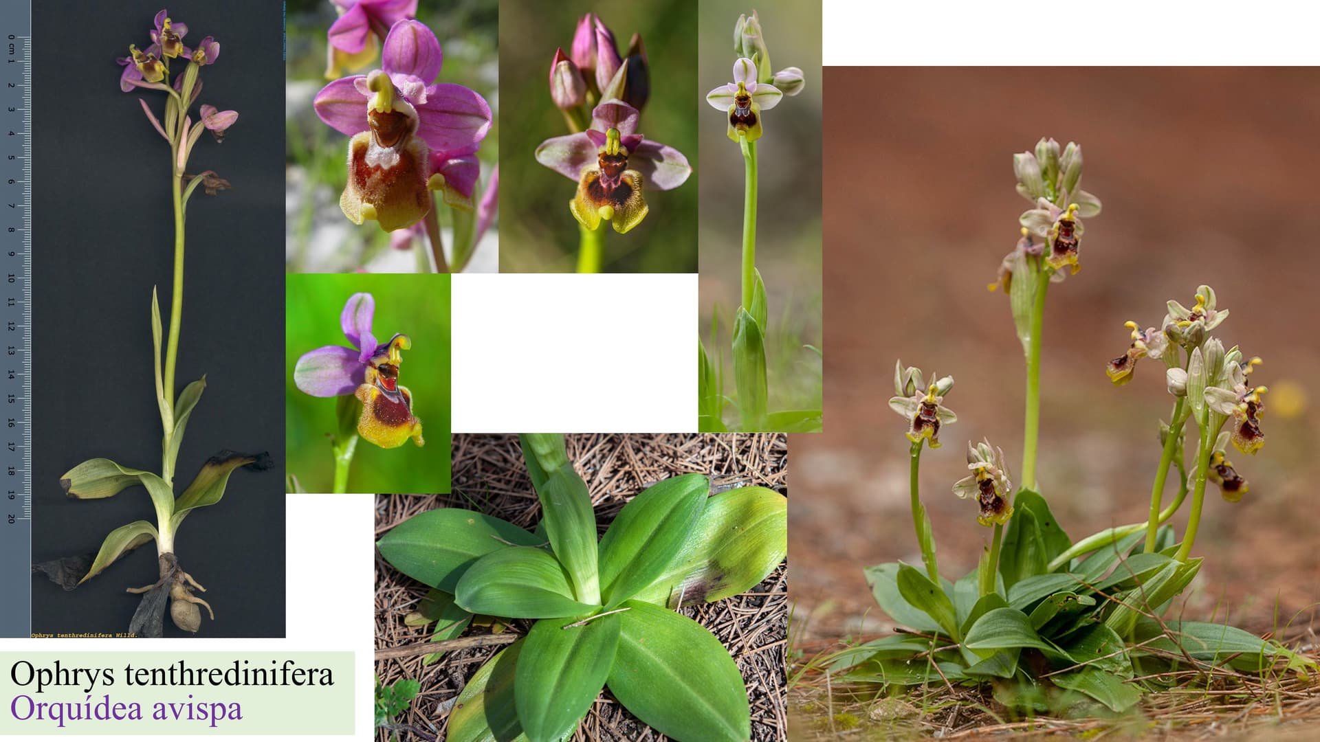 Ophrys tenthredinifera