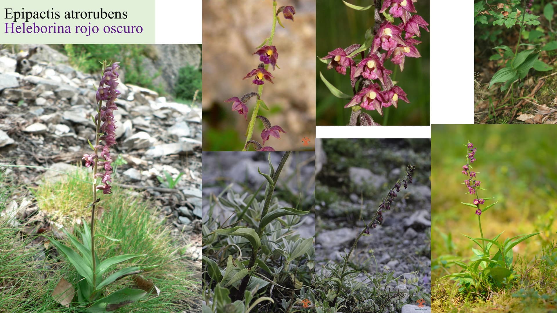 Epipactis atrorubens