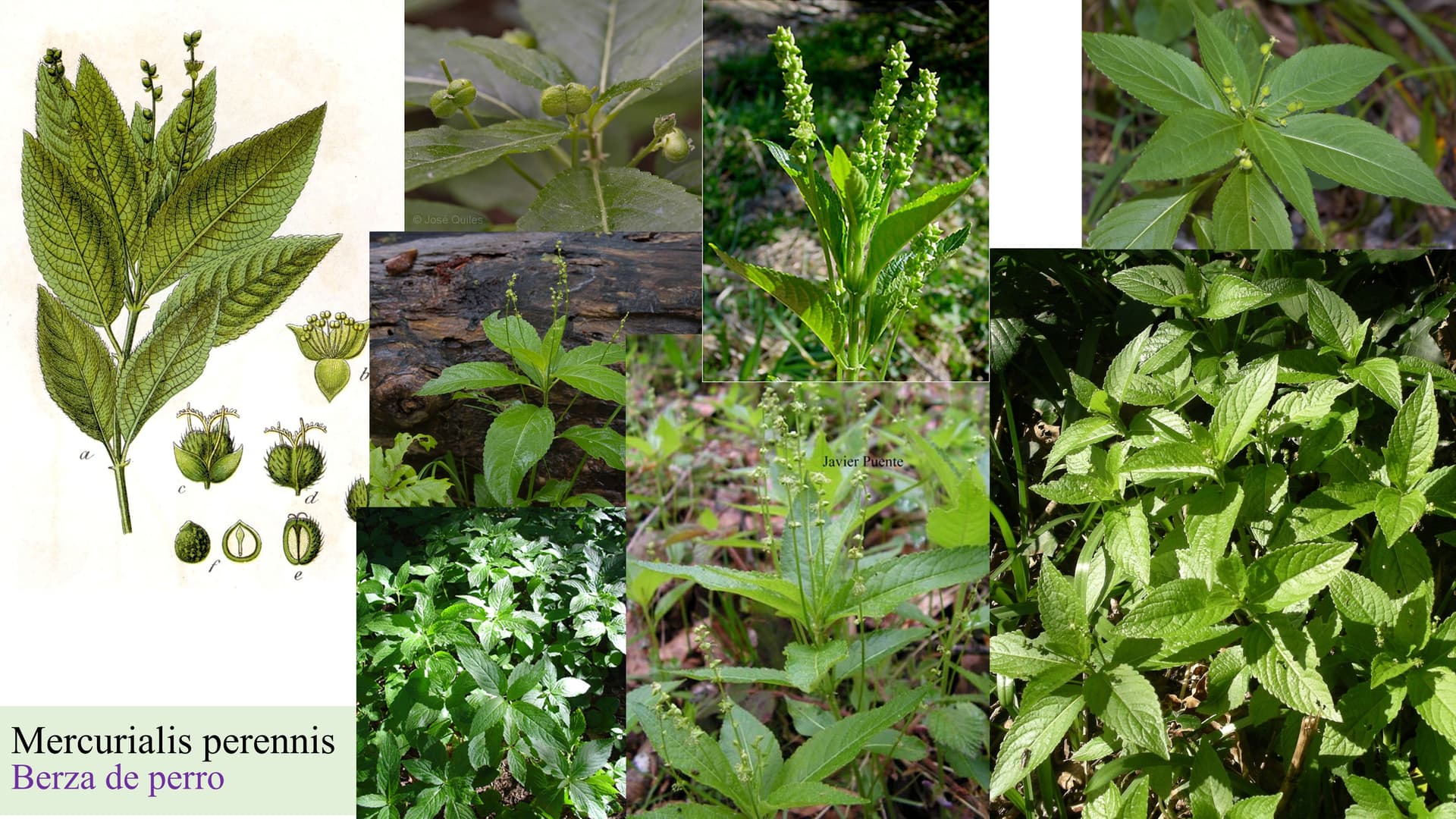 Mercurialis perennis