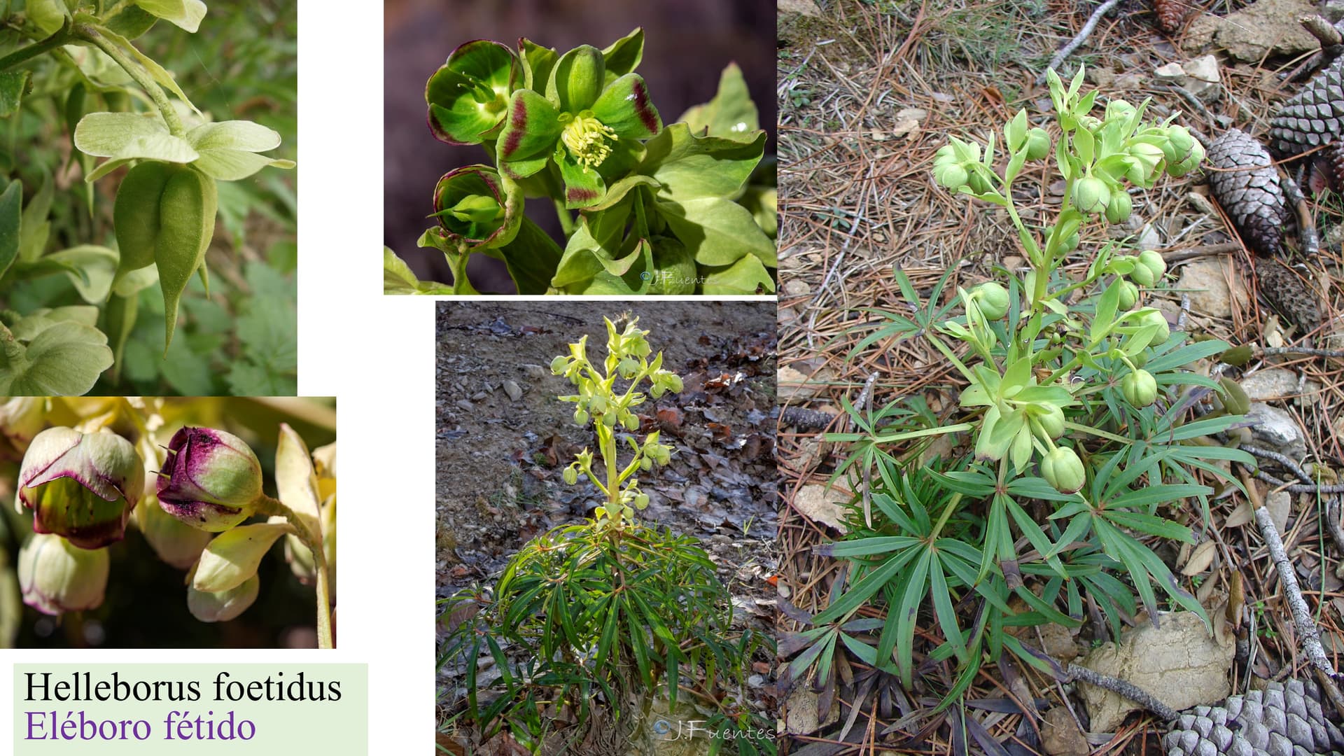 Helleborus foetidus