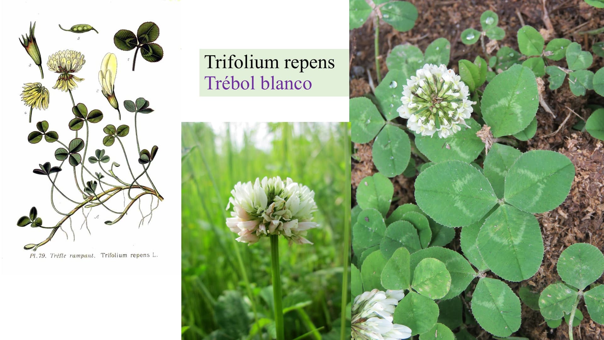 Trifolium repens