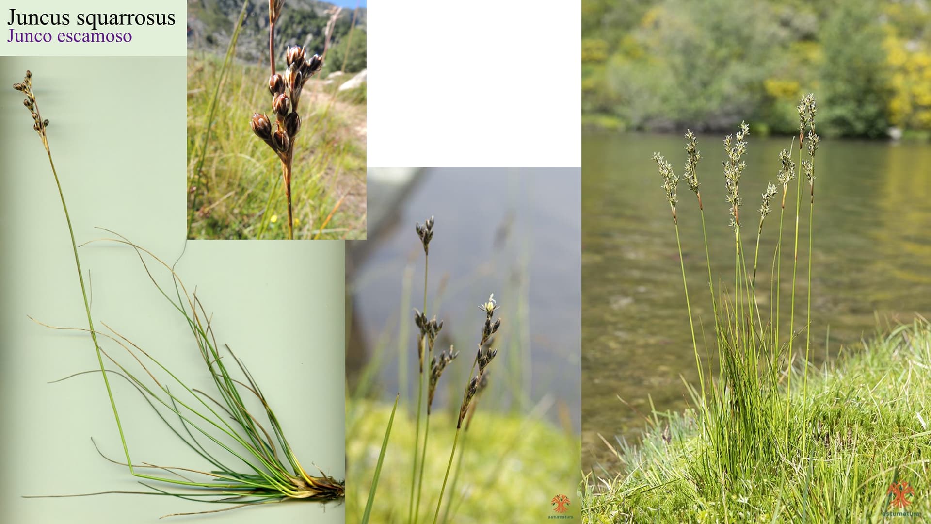 Juncus squarrosus