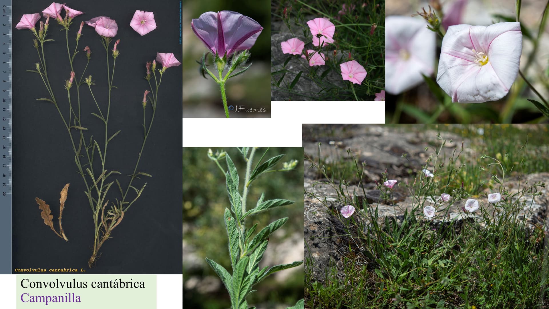 Convolvulus cantabrica