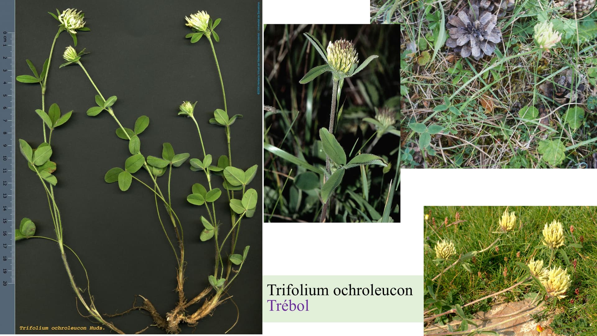 Trifolium ochroleucon