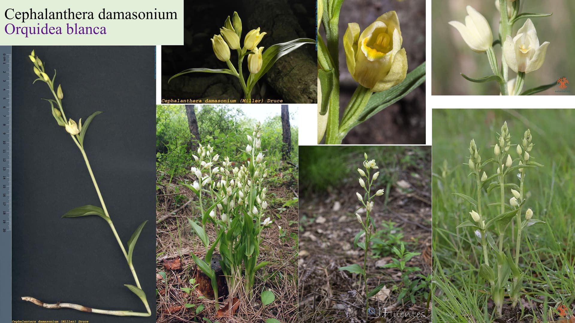 Cephalanthera damasonium