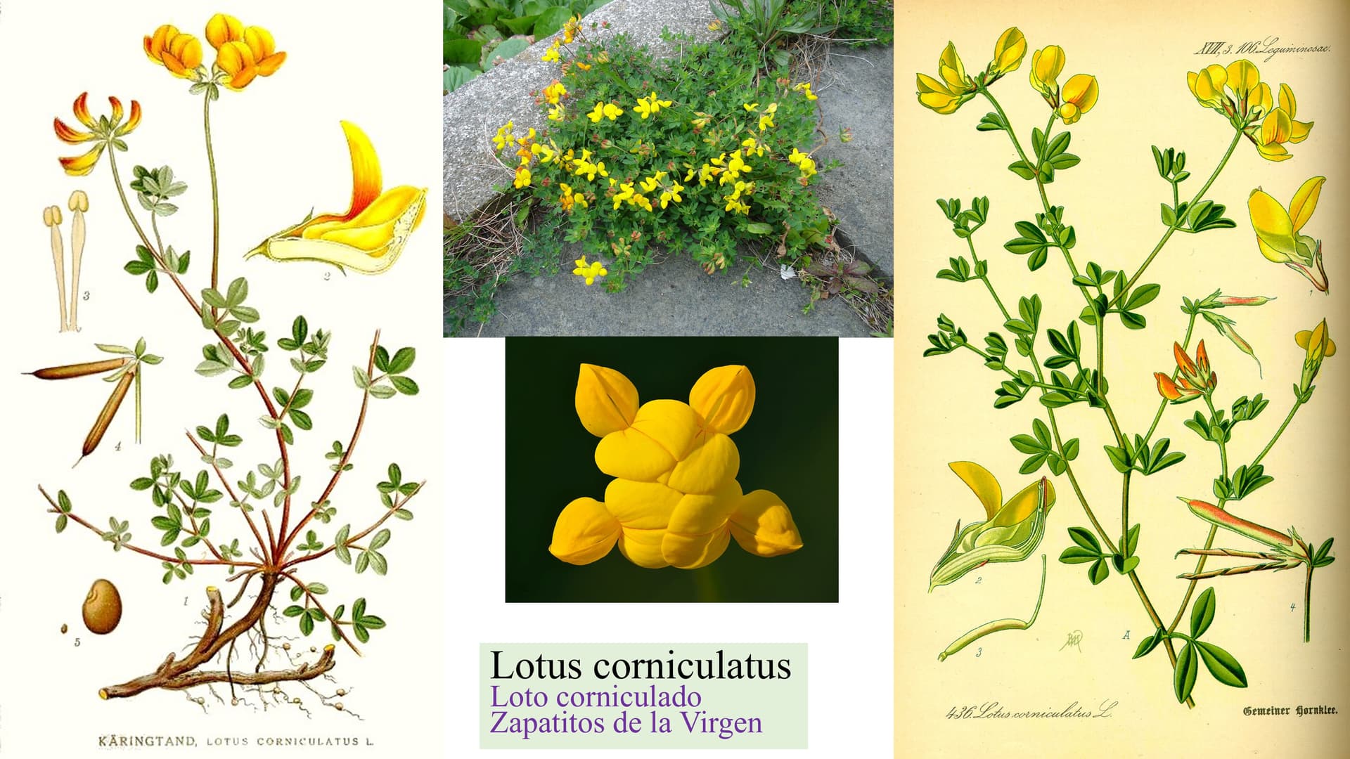 Lotus corniculatus