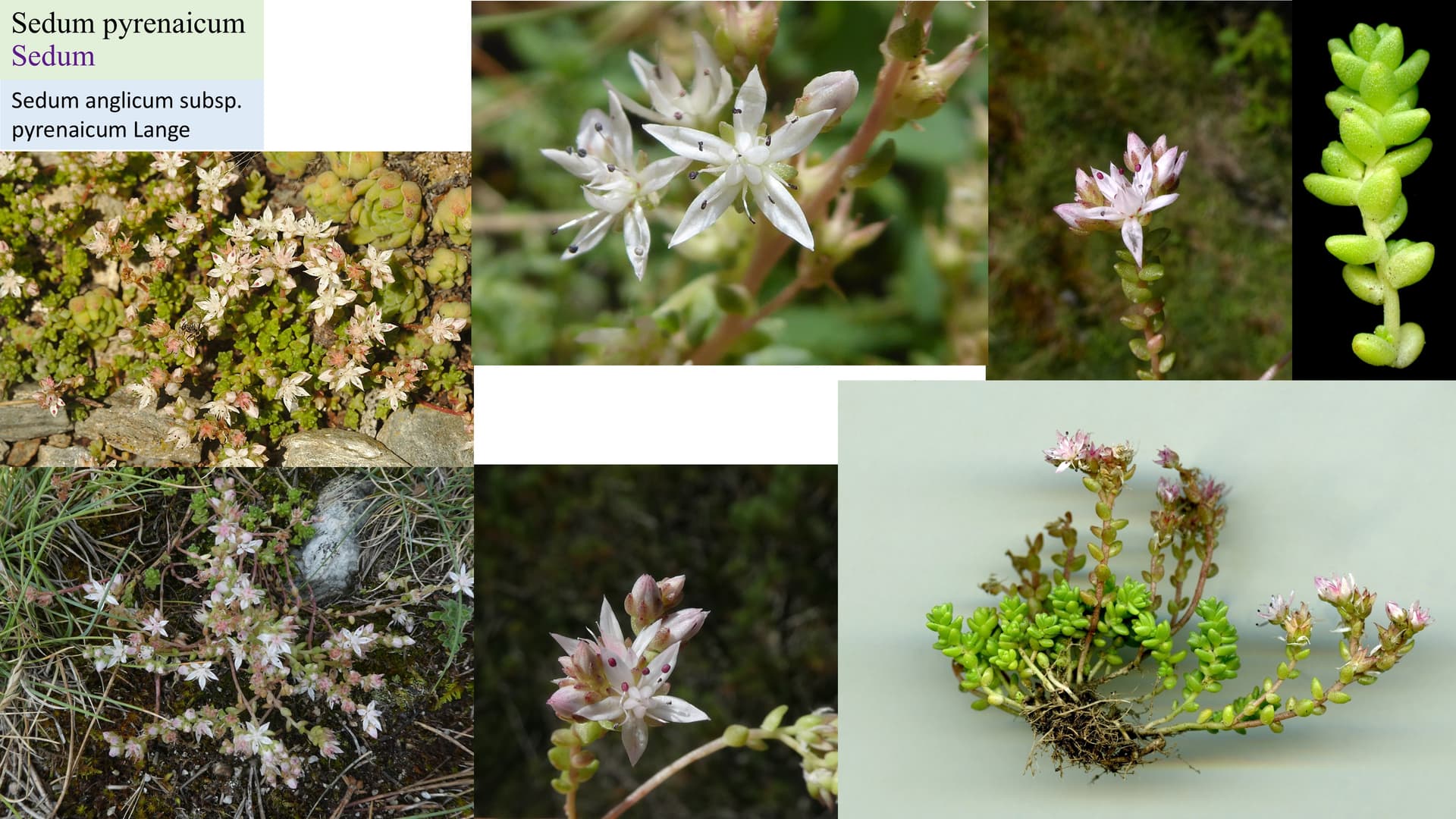 Sedum pyrenaicum