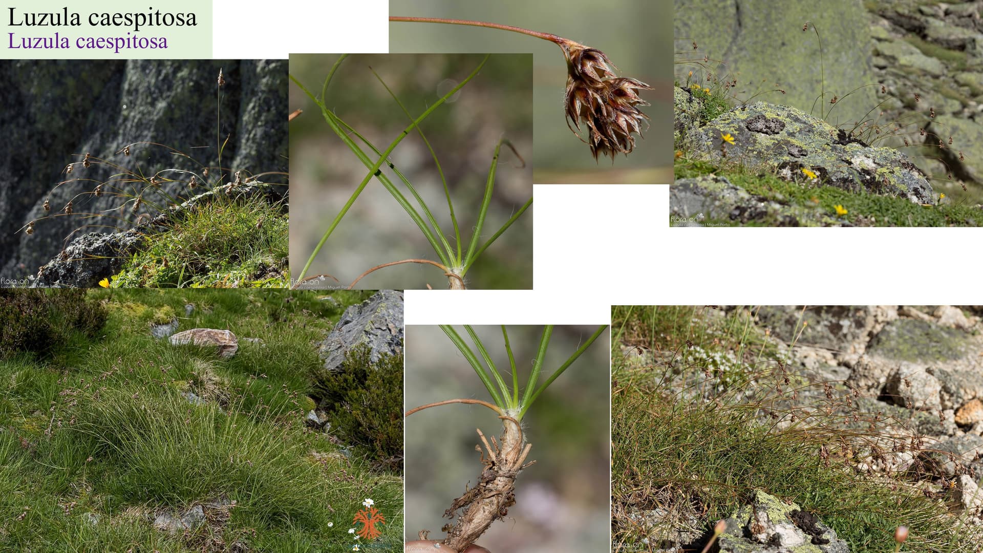 Luzula caespitosa